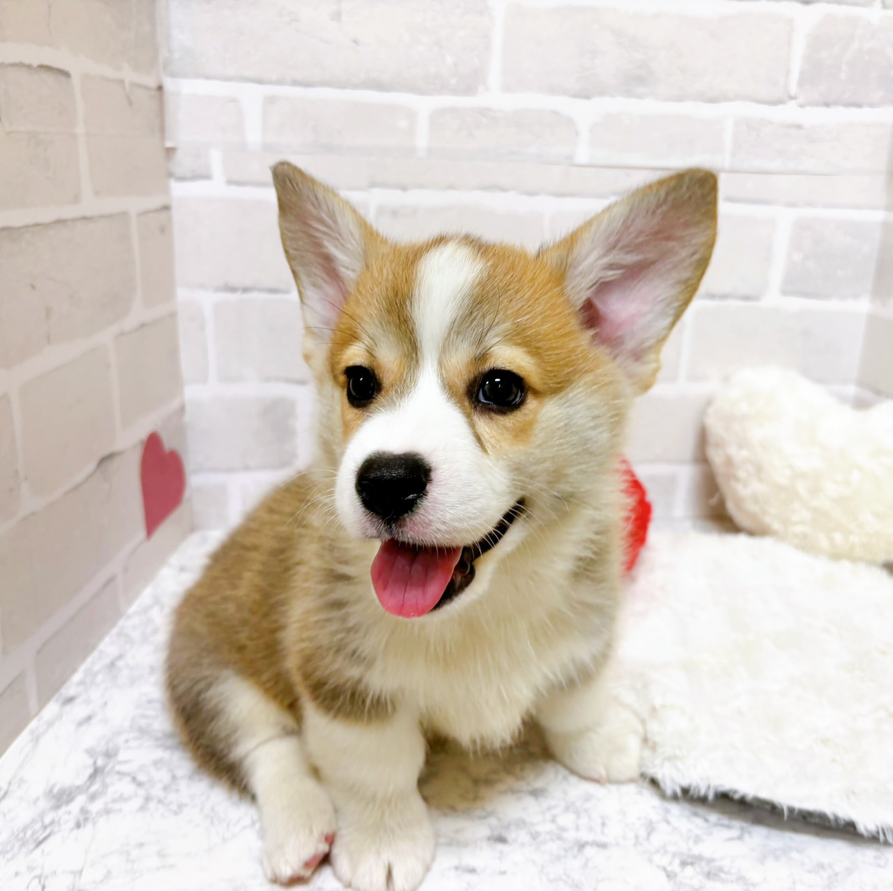 京都府のウェルシュコーギーペンブローク (犬の家＆猫の里京都精華店/2025年12月19日生まれ/男の子/セーブルホワイト)の子犬の4枚目の画像