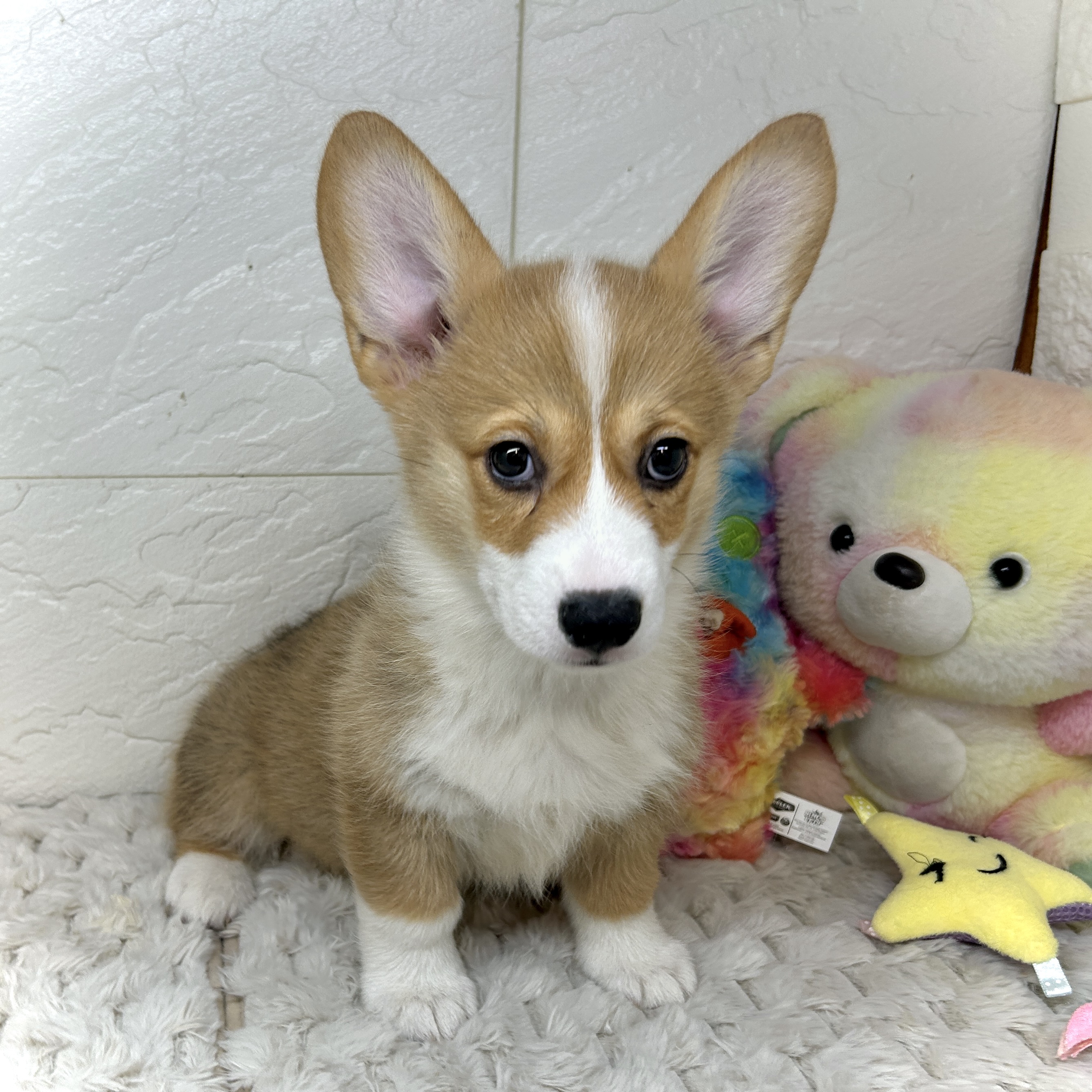 兵庫県のウェルシュコーギーペンブローク (犬の家＆猫の里ゆめタウン姫路店/2025年12月19日生まれ/女の子/セーブルホワイト)の子犬の4枚目の画像