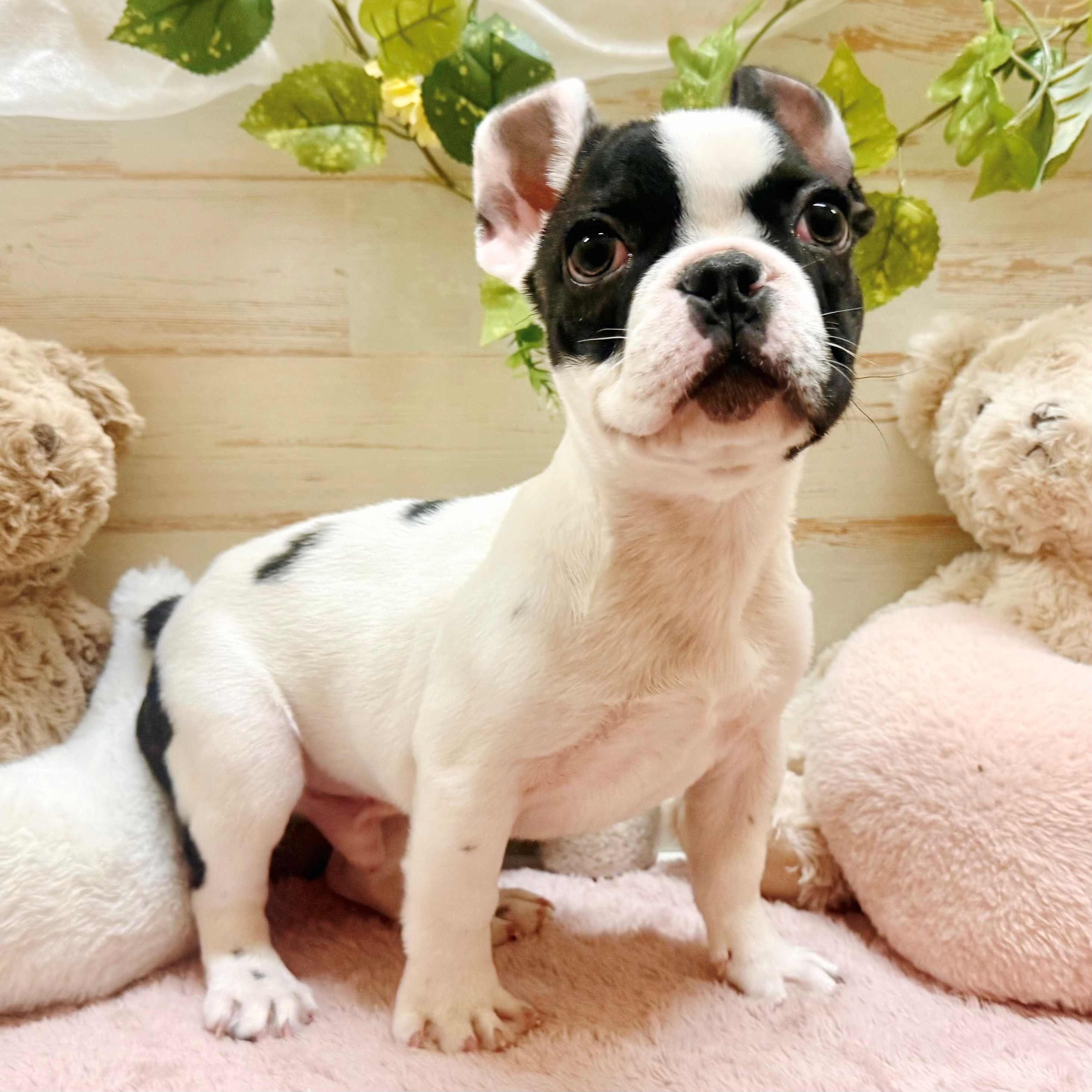 兵庫県のフレンチブルドッグ (犬の家＆猫の里神戸店/2025年12月20日生まれ/男の子/パイド)の子犬の4枚目の画像