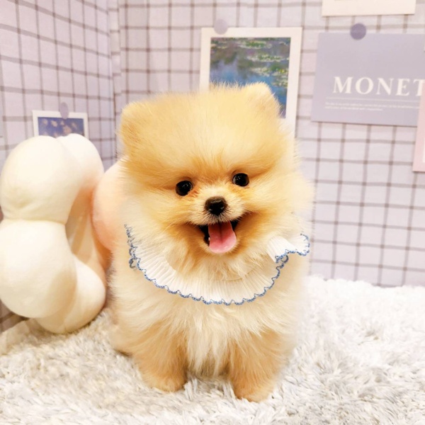 福井県のポメラニアン (犬の家＆猫の里福井店/2025年12月18日生まれ/女の子/クリーム)の子犬の4枚目の画像