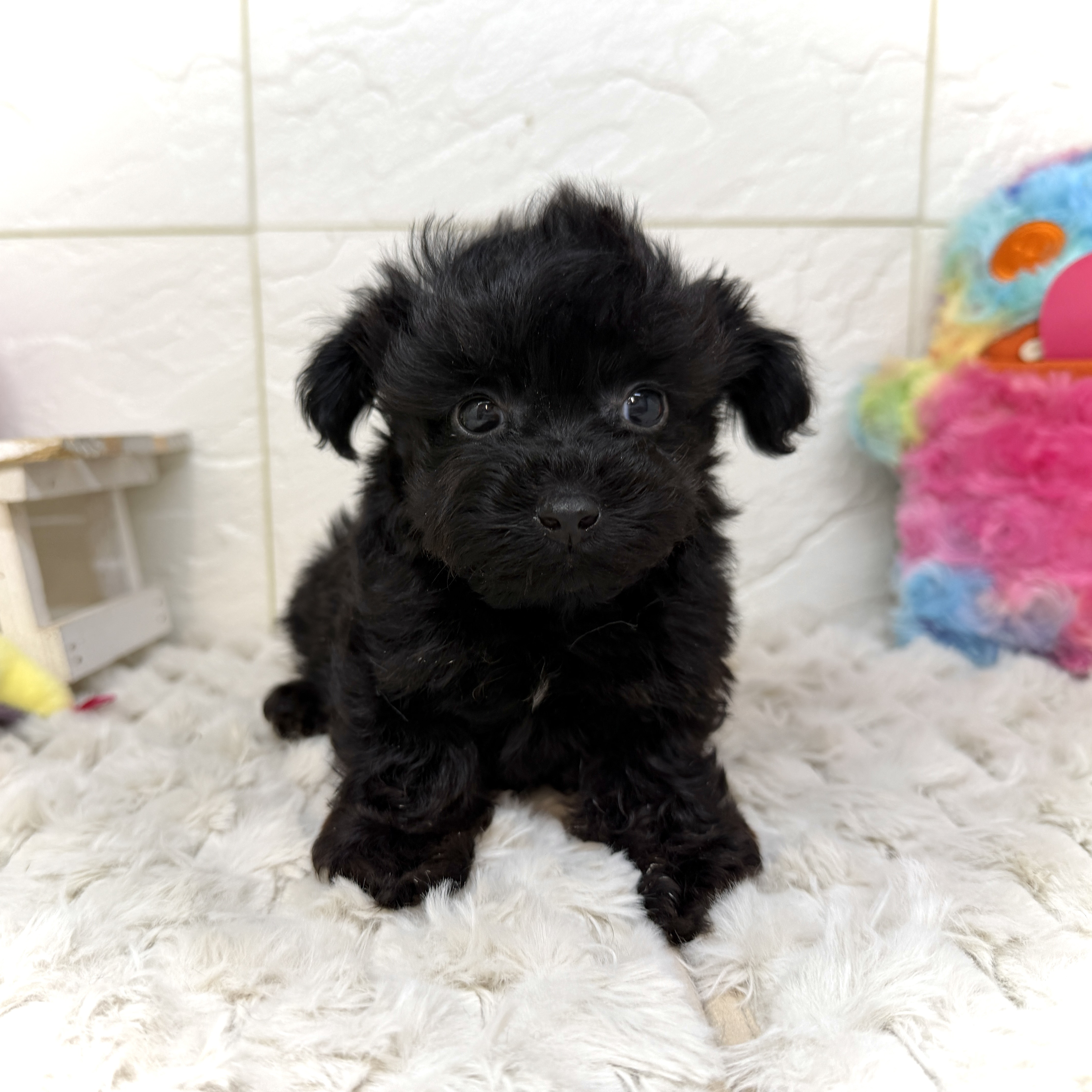 兵庫県のチワプー/プーチー(チワワ×プードル) (犬の家＆猫の里ゆめタウン姫路店/2025年12月15日生まれ/男の子/ブラック)の子犬の4枚目の画像