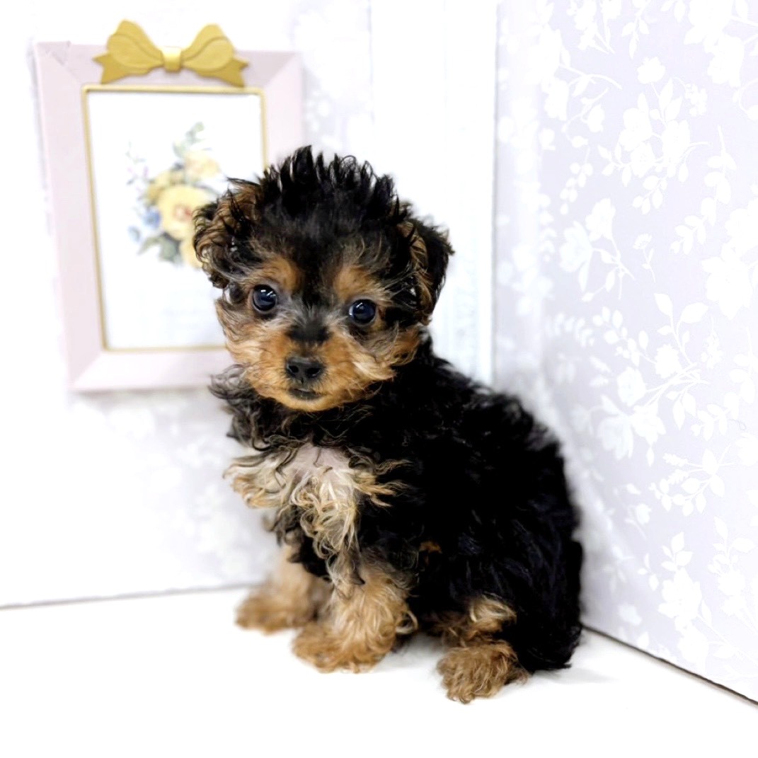 富山県のチワプー/プーチー(チワワ×プードル) (犬の家＆猫の里アミーゴ高岡蓮花寺店/2025年12月15日生まれ/女の子/ブラックタン)の子犬の4枚目の画像