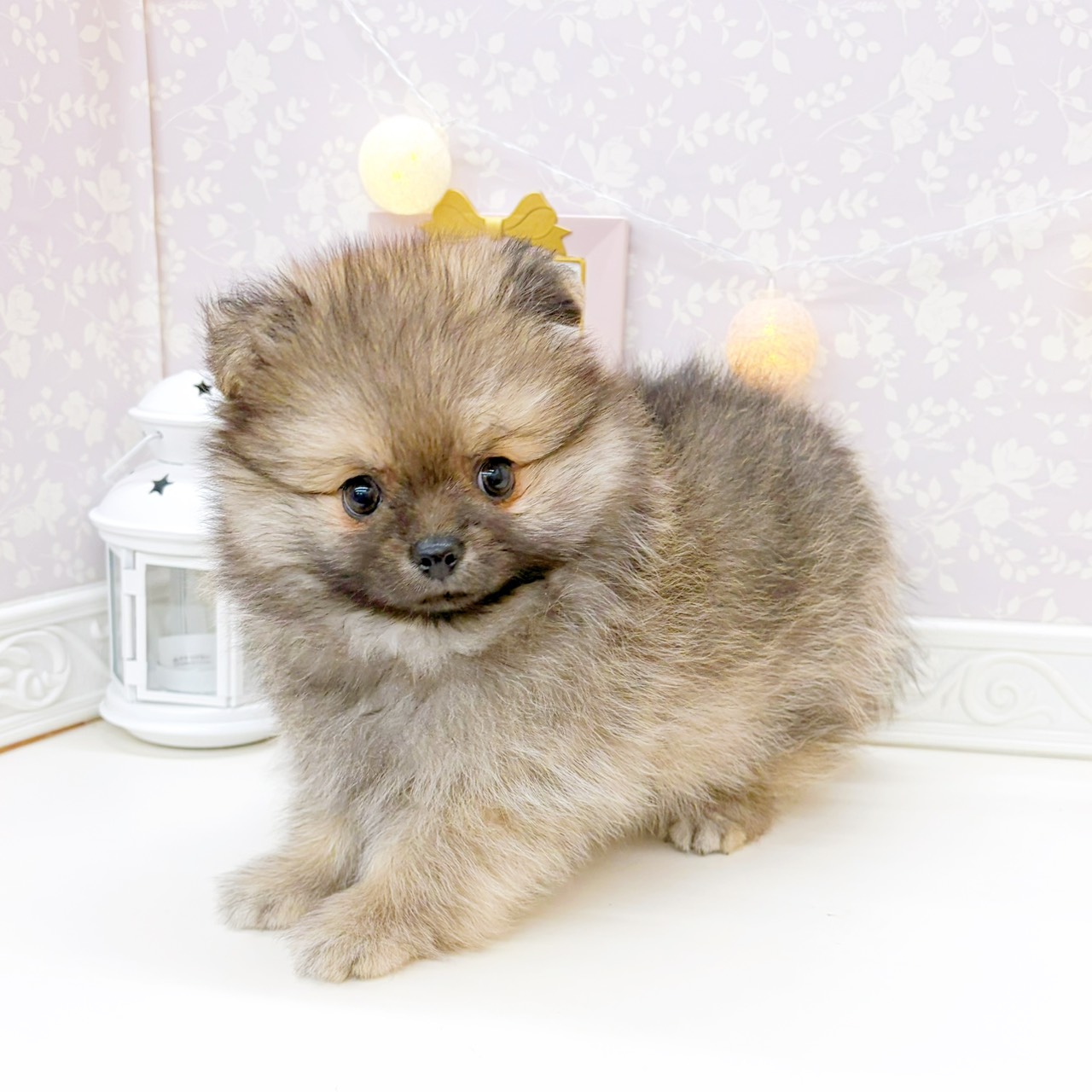 富山県のポメチワ/チワポメ/ポメチー(ポメラニアン×チワワ) (犬の家＆猫の里富山店/2025年12月19日生まれ/男の子/ウルフセーブル)の子犬の4枚目の画像