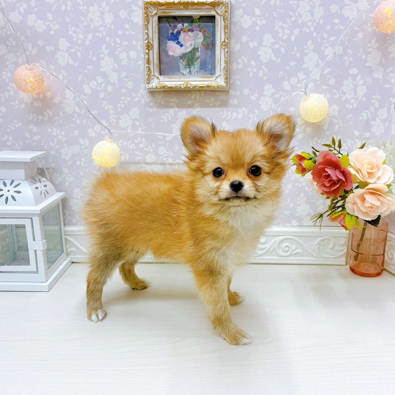 富山県のポメチワ/チワポメ/ポメチー(ポメラニアン×チワワ) (犬の家＆猫の里アミーゴ山室店/2025年12月18日生まれ/女の子/オレンジ)の子犬の4枚目の画像