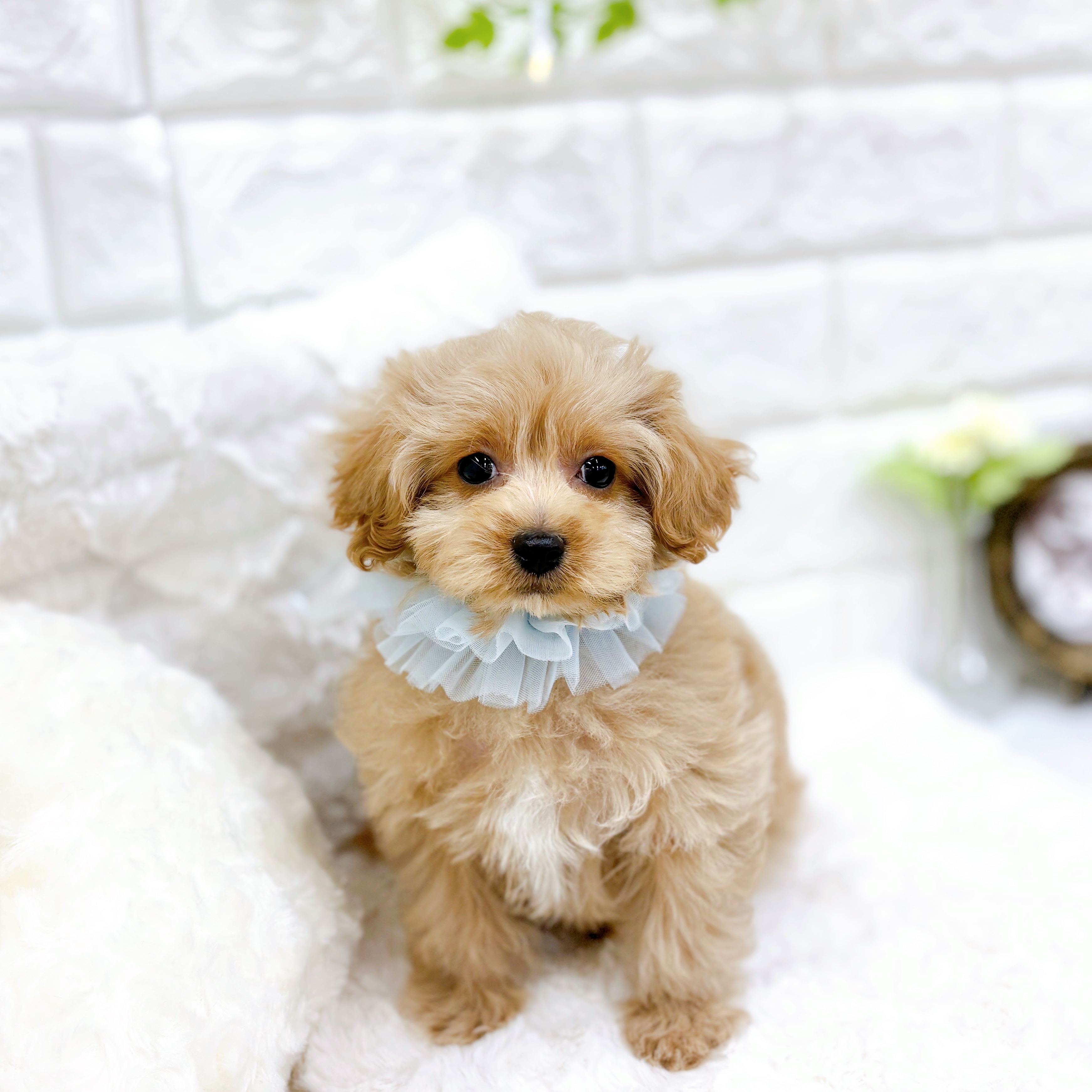 福井県のマルプー(マルチーズ×プードル) (犬の家＆猫の里アミーゴ福井大和田店/2025年12月21日生まれ/男の子/アプリコット)の子犬の4枚目の画像