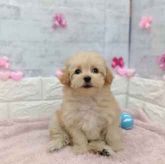 静岡県のマルプー(マルチーズ×プードル) (犬の家＆猫の里プレ葉ウォーク浜北店/2025年12月21日生まれ/女の子/アプリコット)の子犬の4枚目の画像