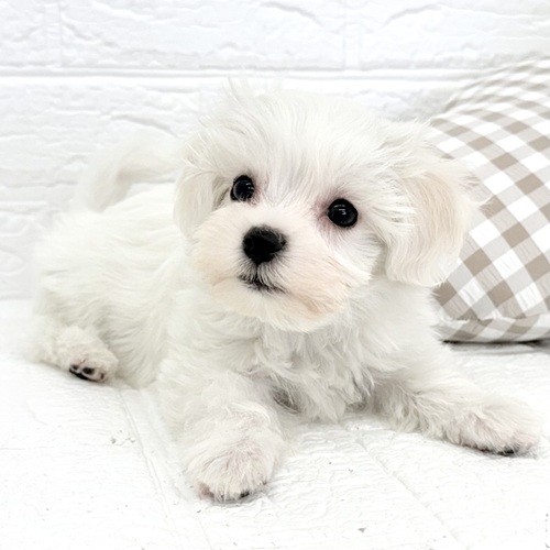 愛知県のハーフ犬・ミックス犬 (犬の家＆猫の里豊川インター店/2025年12月21日生まれ/男の子/ホワイト)の子犬の4枚目の画像