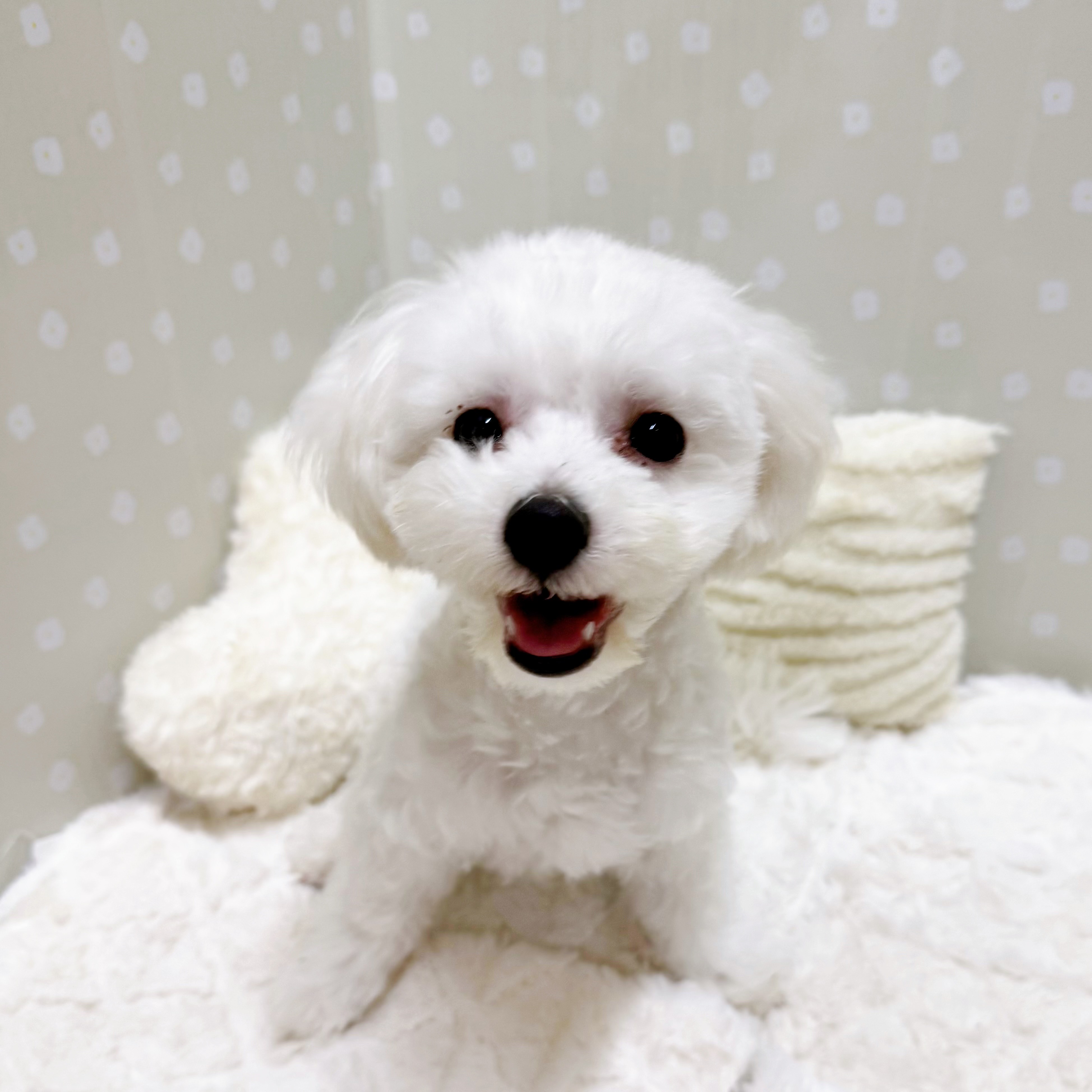 愛知県のハーフ犬・ミックス犬 (犬の家＆猫の里安城店/2025年12月21日生まれ/男の子/ホワイト)の子犬の4枚目の画像