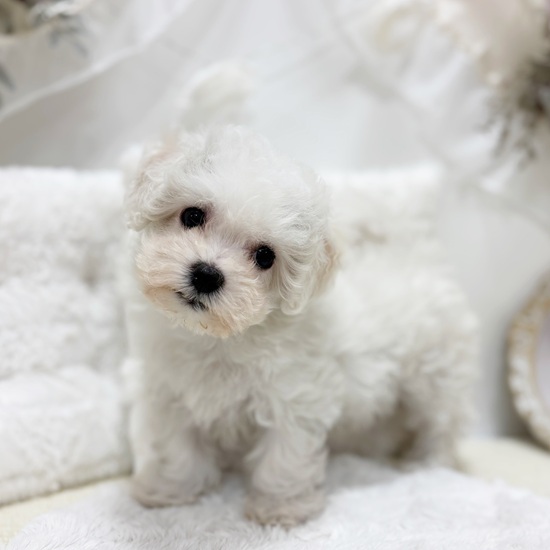 岐阜県のハーフ犬・ミックス犬 (犬の家＆猫の里カラフルタウン岐阜店/2025年12月21日生まれ/女の子/ホワイト)の子犬の4枚目の画像