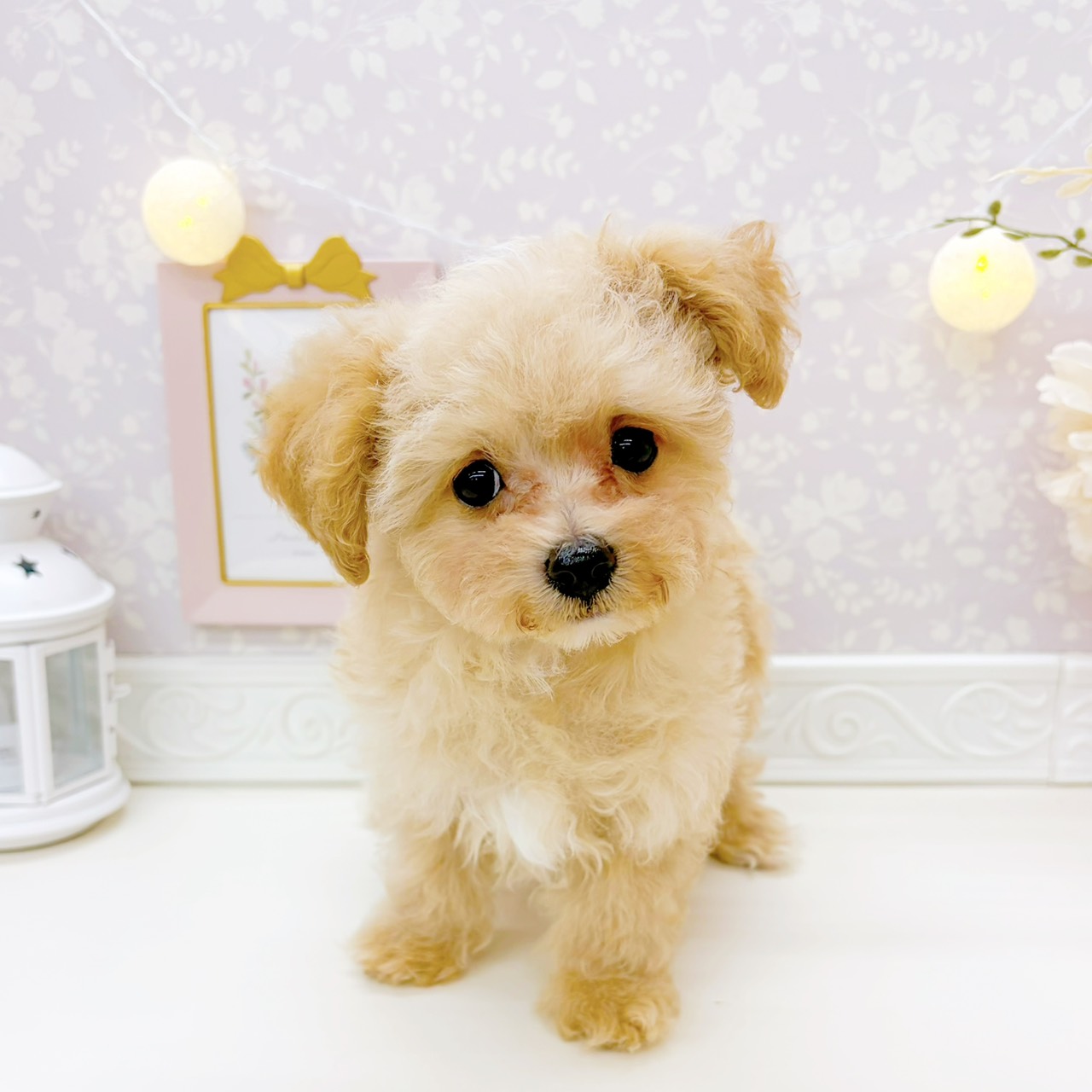 富山県のマルプー(マルチーズ×プードル) (犬の家＆猫の里富山店/2025年12月18日生まれ/男の子/クリームホワイト)の子犬の4枚目の画像