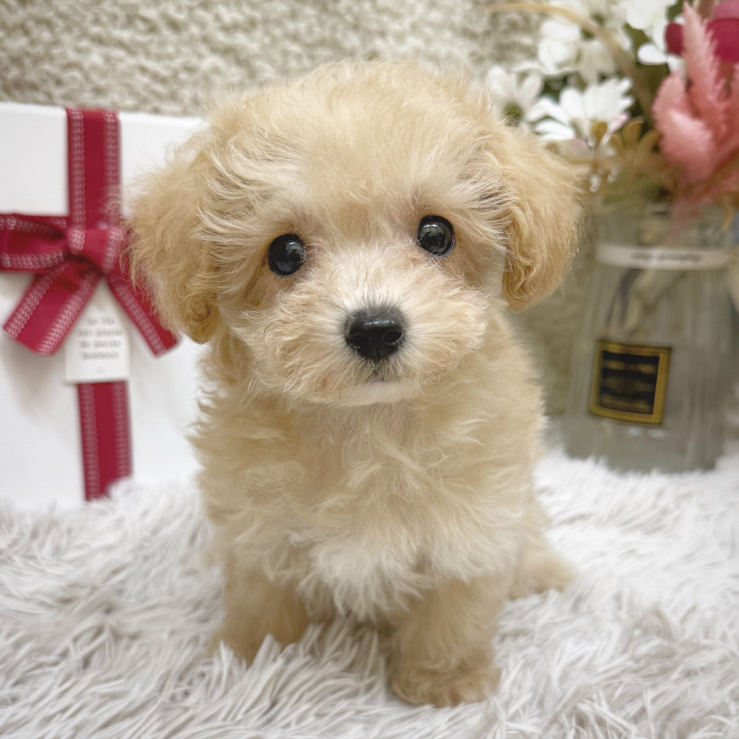 静岡県のマルプー(マルチーズ×プードル) (犬の家＆猫の里藤枝店/2025年12月18日生まれ/男の子/クリーム)の子犬の4枚目の画像