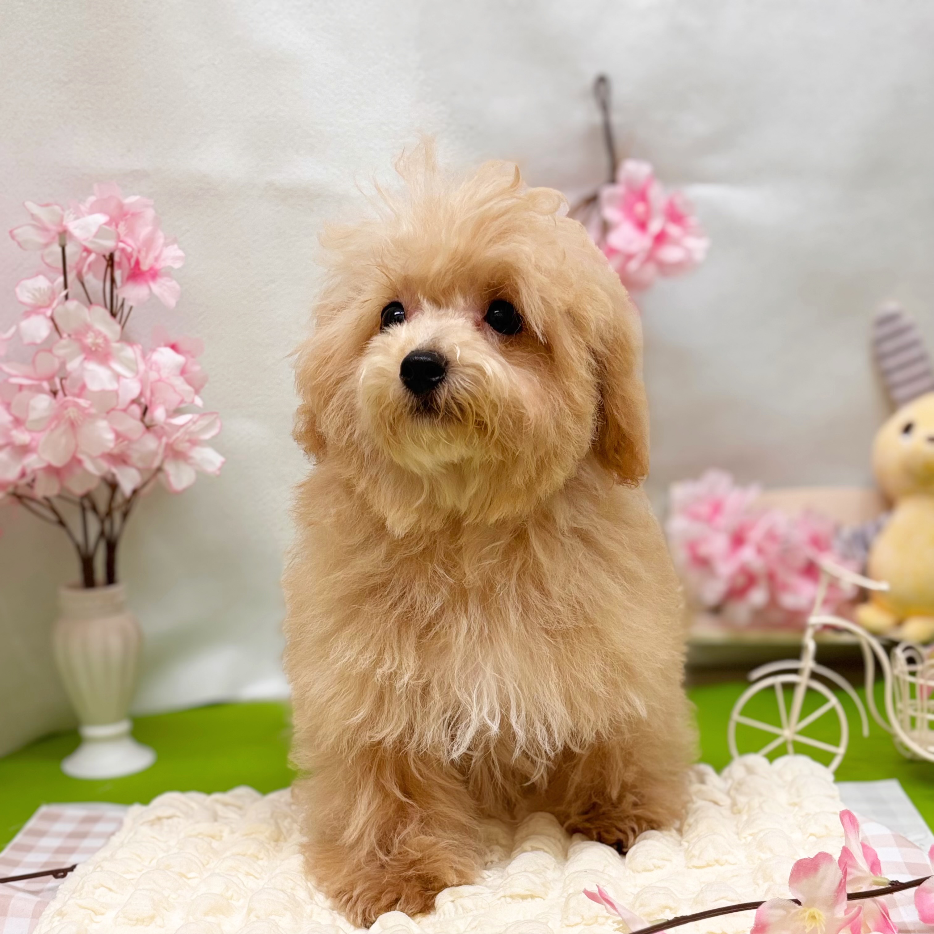 静岡県のマルプー(マルチーズ×プードル) (犬の家＆猫の里藤枝店/2025年12月18日生まれ/男の子/クリーム)の子犬の4枚目の画像