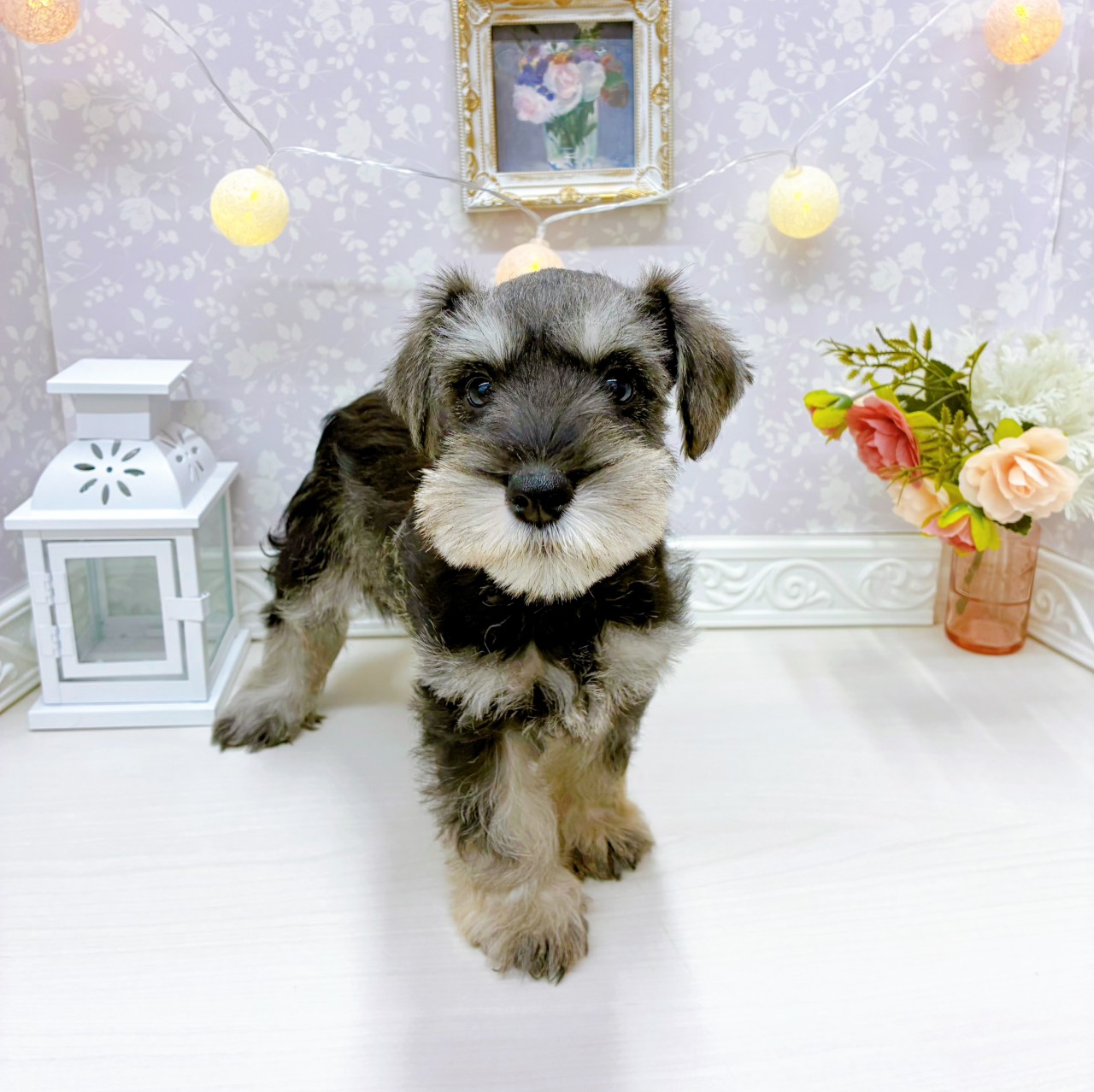 富山県のミニチュアシュナウザー (犬の家＆猫の里アミーゴ山室店/2025年12月20日生まれ/男の子/ソルトペッパー)の子犬の4枚目の画像