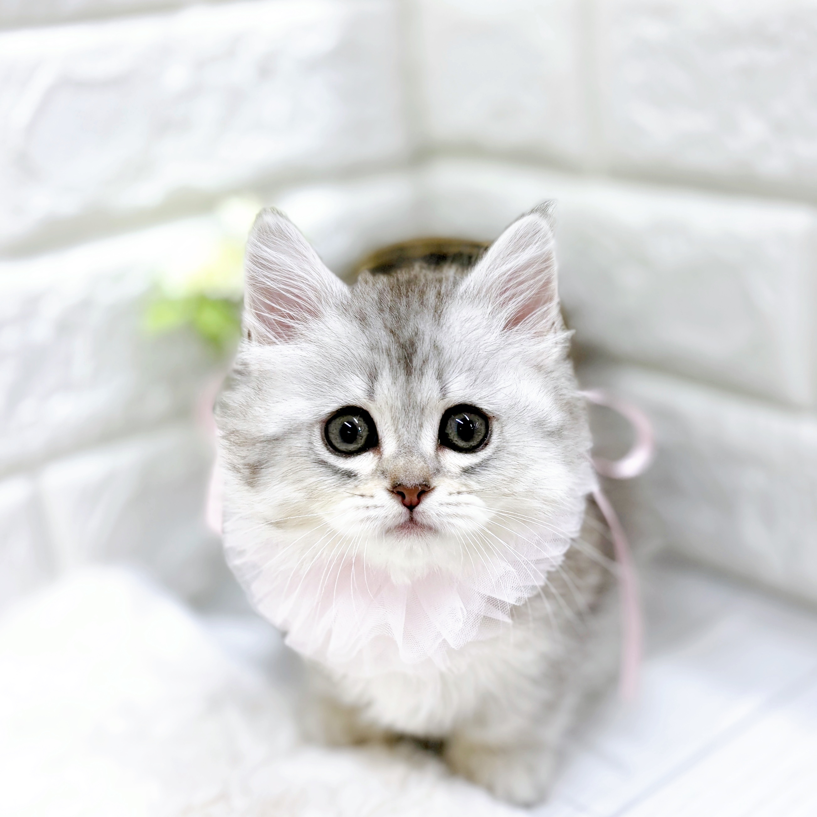 福井県のミヌエット (犬の家＆猫の里アミーゴ福井店/2025年12月21日生まれ/女の子/チンチラシルバー)の子猫の4枚目の画像