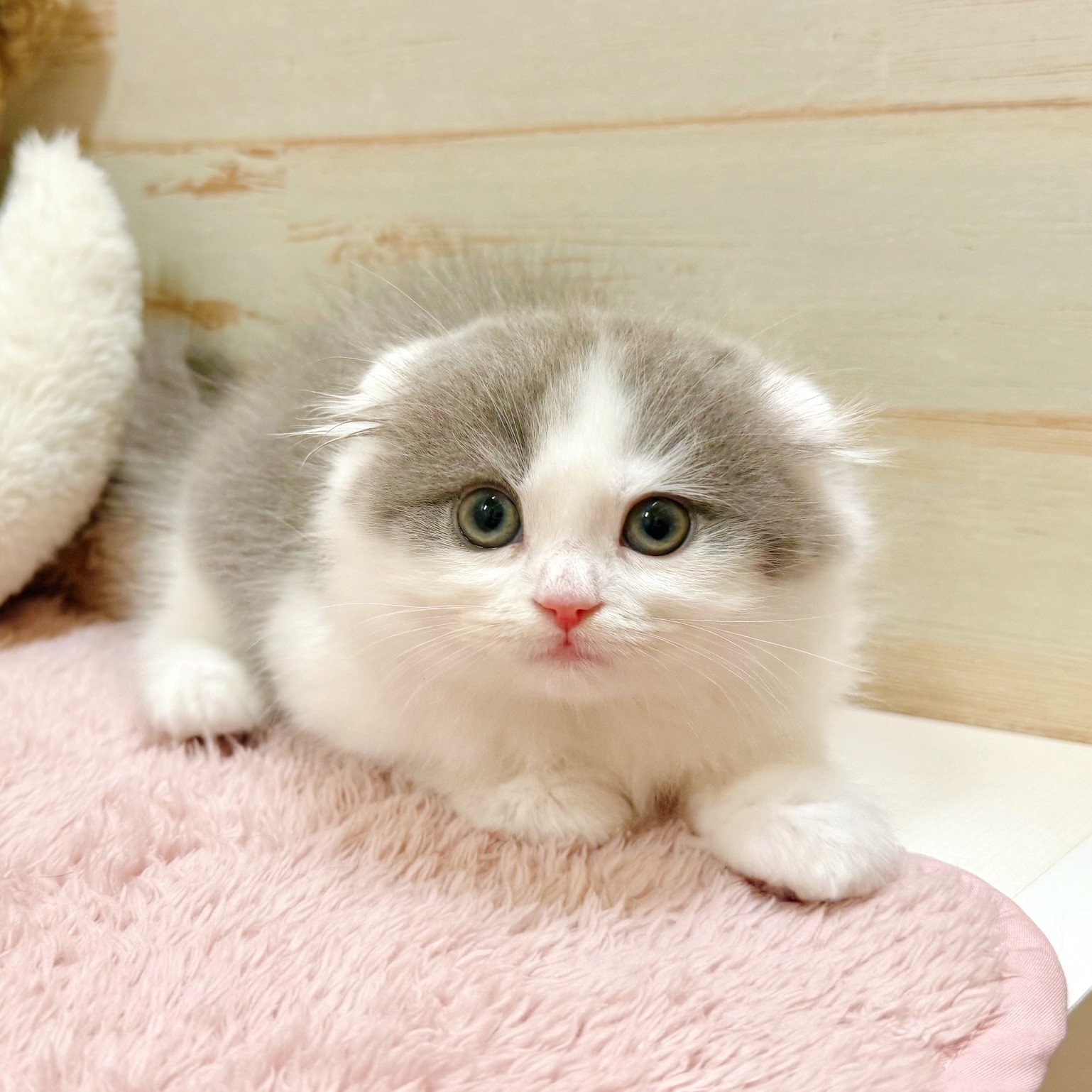 兵庫県のスコティッシュフォールド (犬の家＆猫の里神戸店/2025年12月14日生まれ/男の子/ブルータビーホワイト)の子猫の4枚目の画像