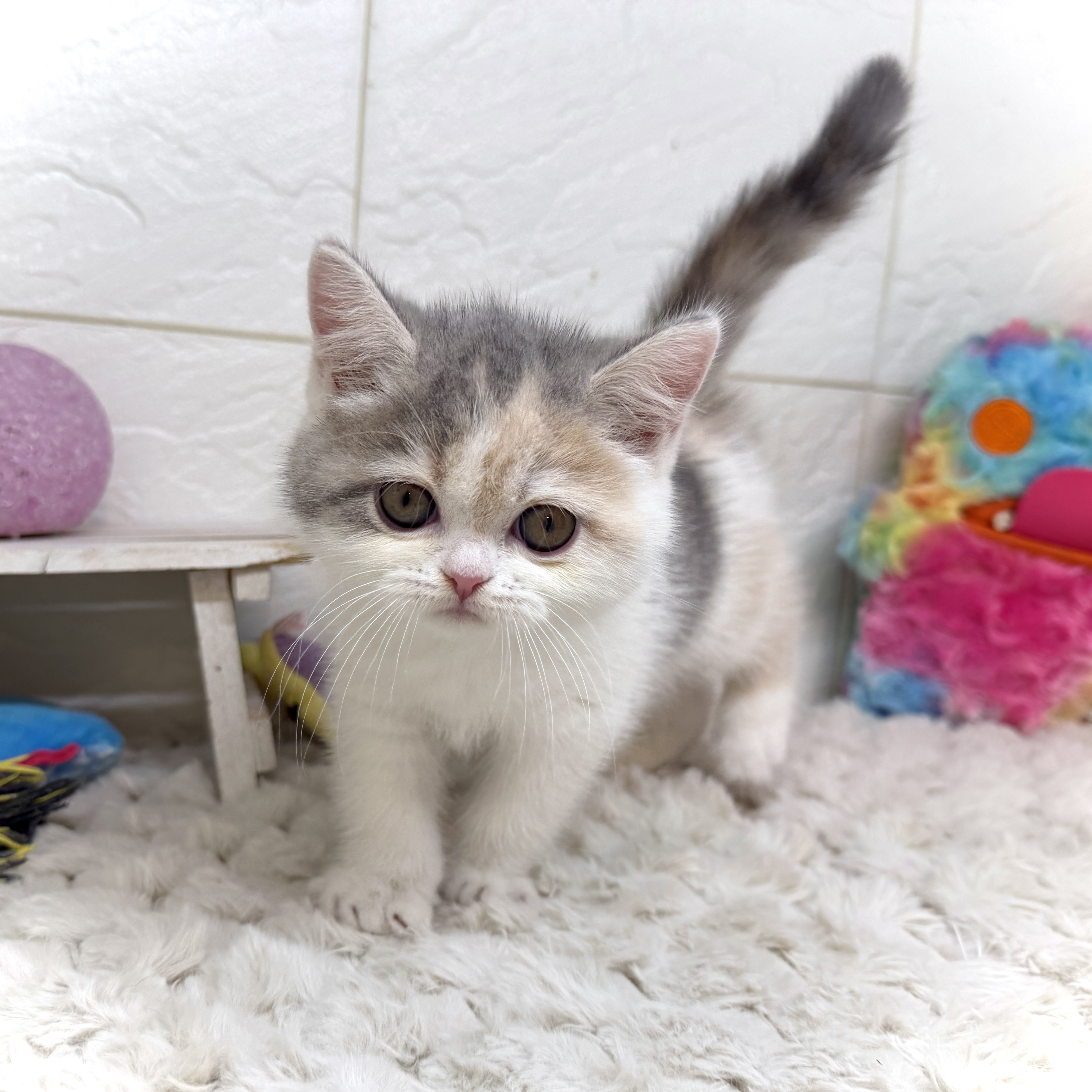 兵庫県のエキゾチック (犬の家＆猫の里ゆめタウン姫路店/2025年12月20日生まれ/女の子/ダイリュートキャリコ)の子猫の4枚目の画像