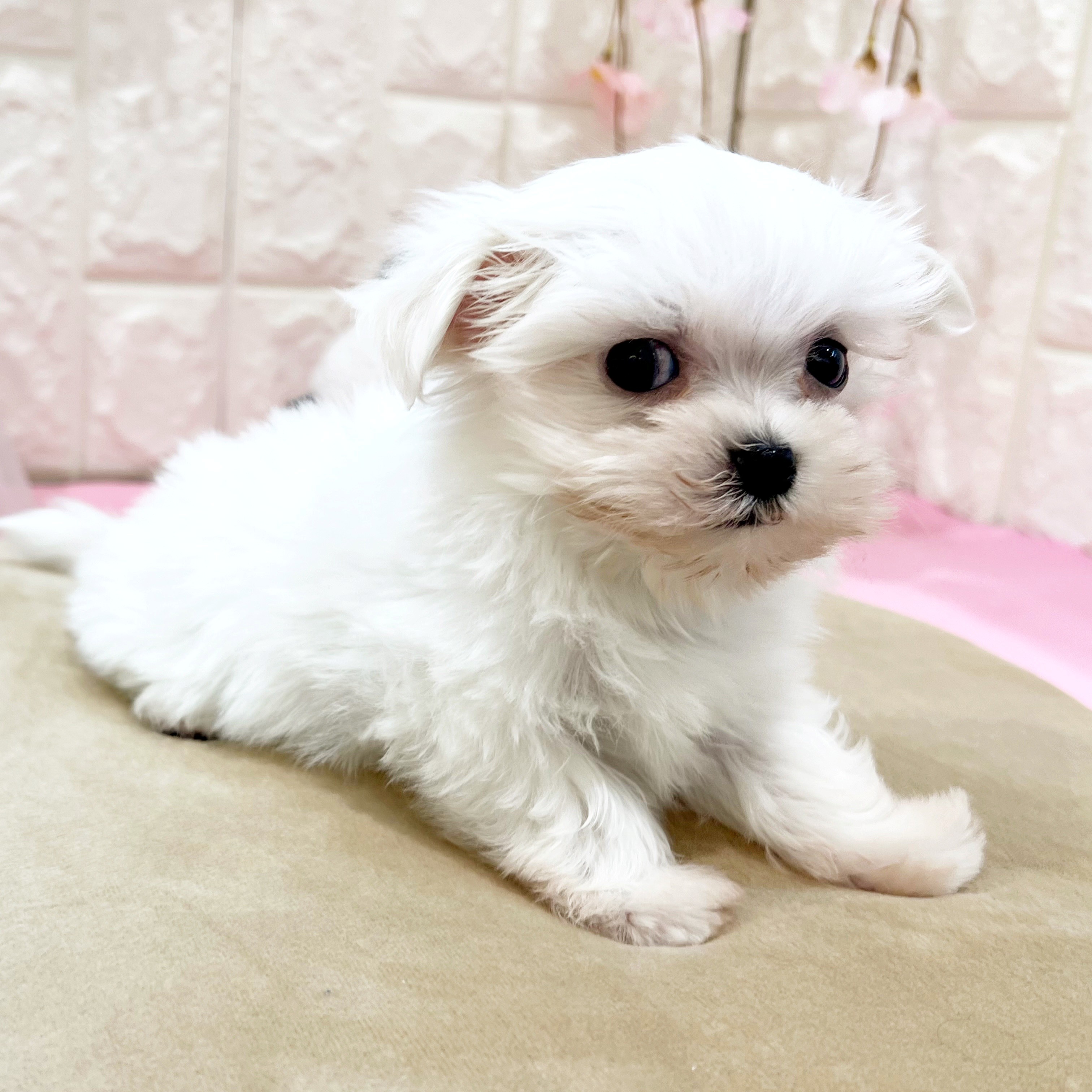 岡山県のマルチーズ (犬の家＆猫の里倉敷店/2025年12月20日生まれ/男の子/ホワイト)の子犬の4枚目の画像