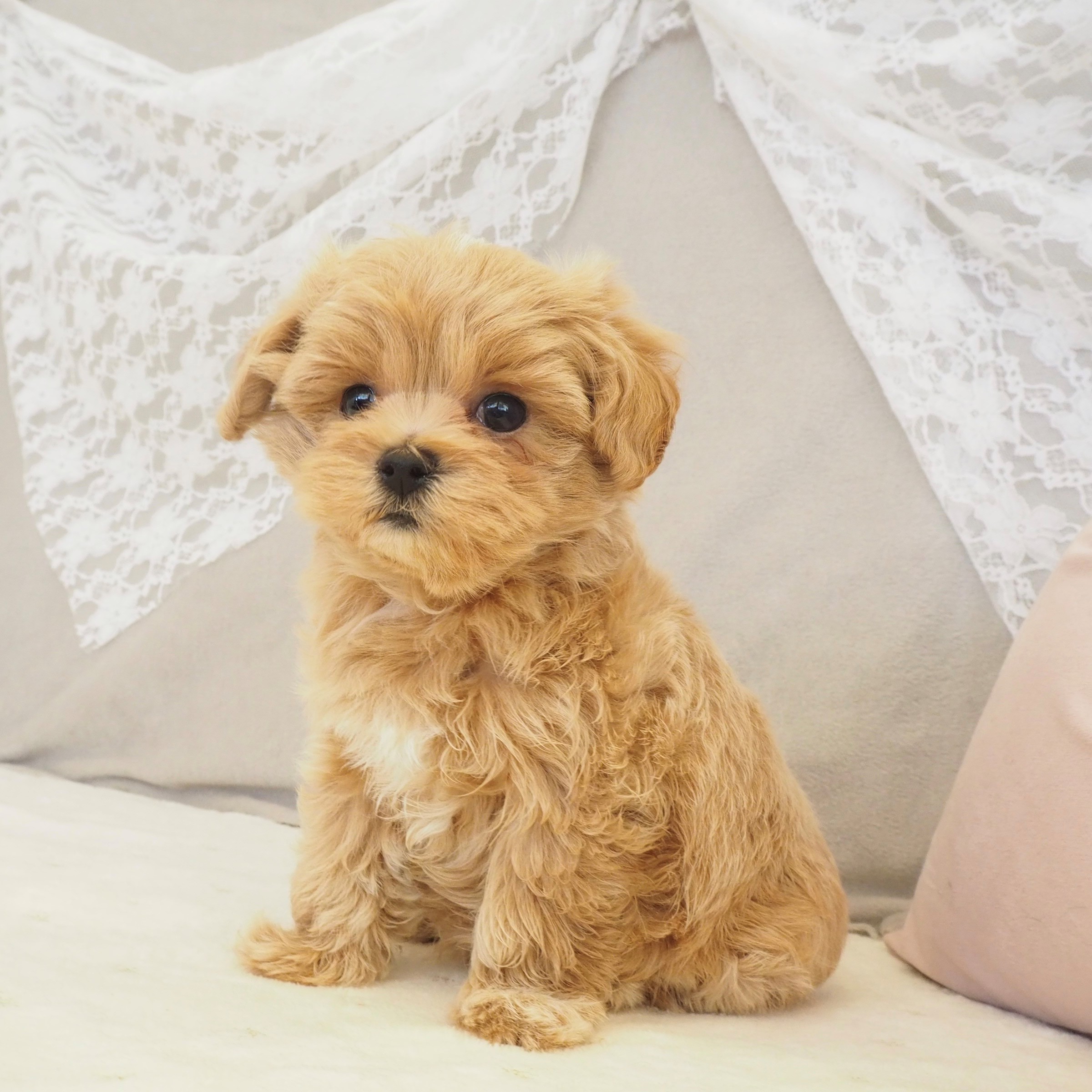 大阪府のマルプー(マルチーズ×プードル) (犬の家＆猫の里もりのみやキューズモールBASE店/2025年12月20日生まれ/男の子/クリームホワイト)の子犬の4枚目の画像