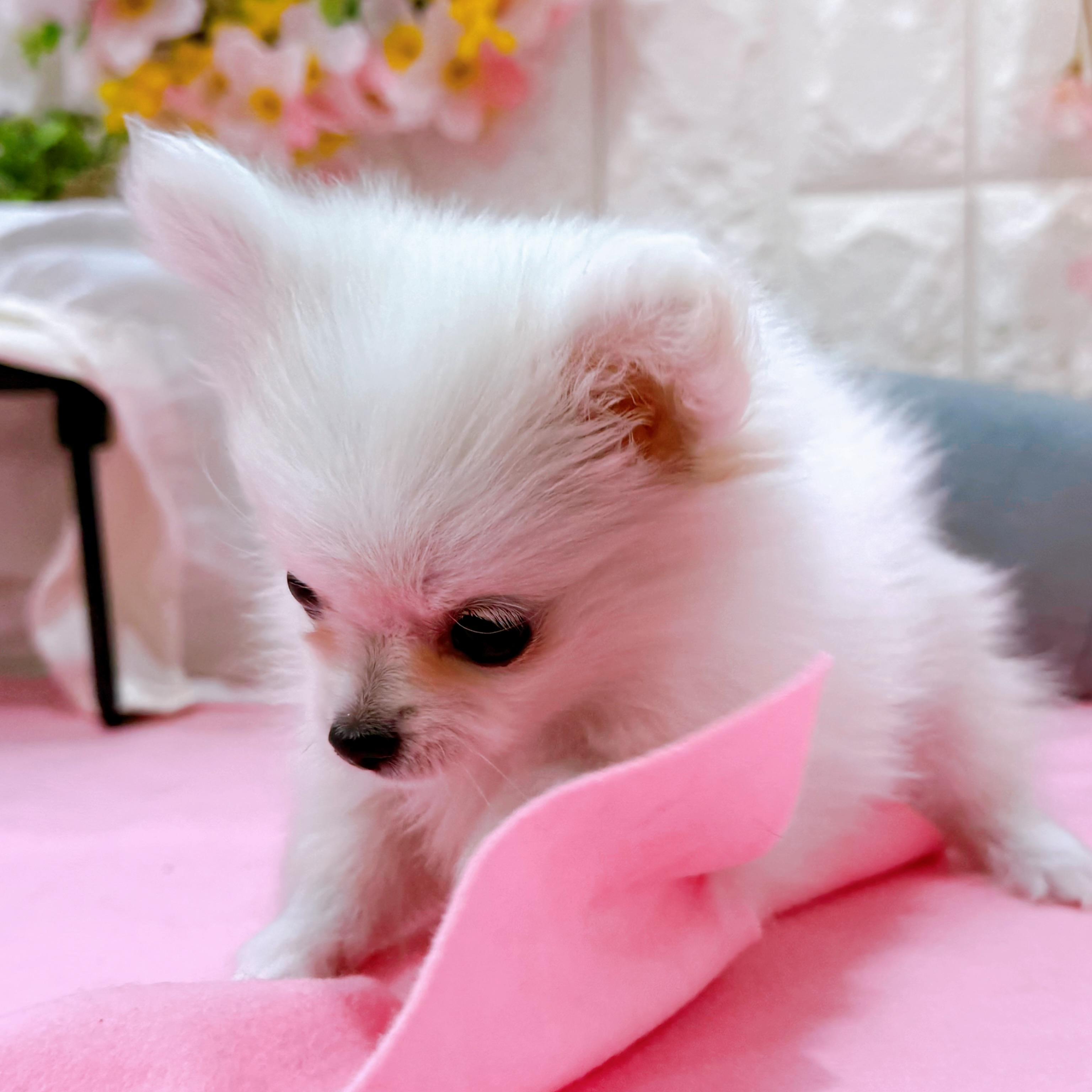 岡山県のポメチワ/チワポメ/ポメチー(ポメラニアン×チワワ) (犬の家＆猫の里倉敷店/2025年12月17日生まれ/女の子/クリーム)の子犬の4枚目の画像