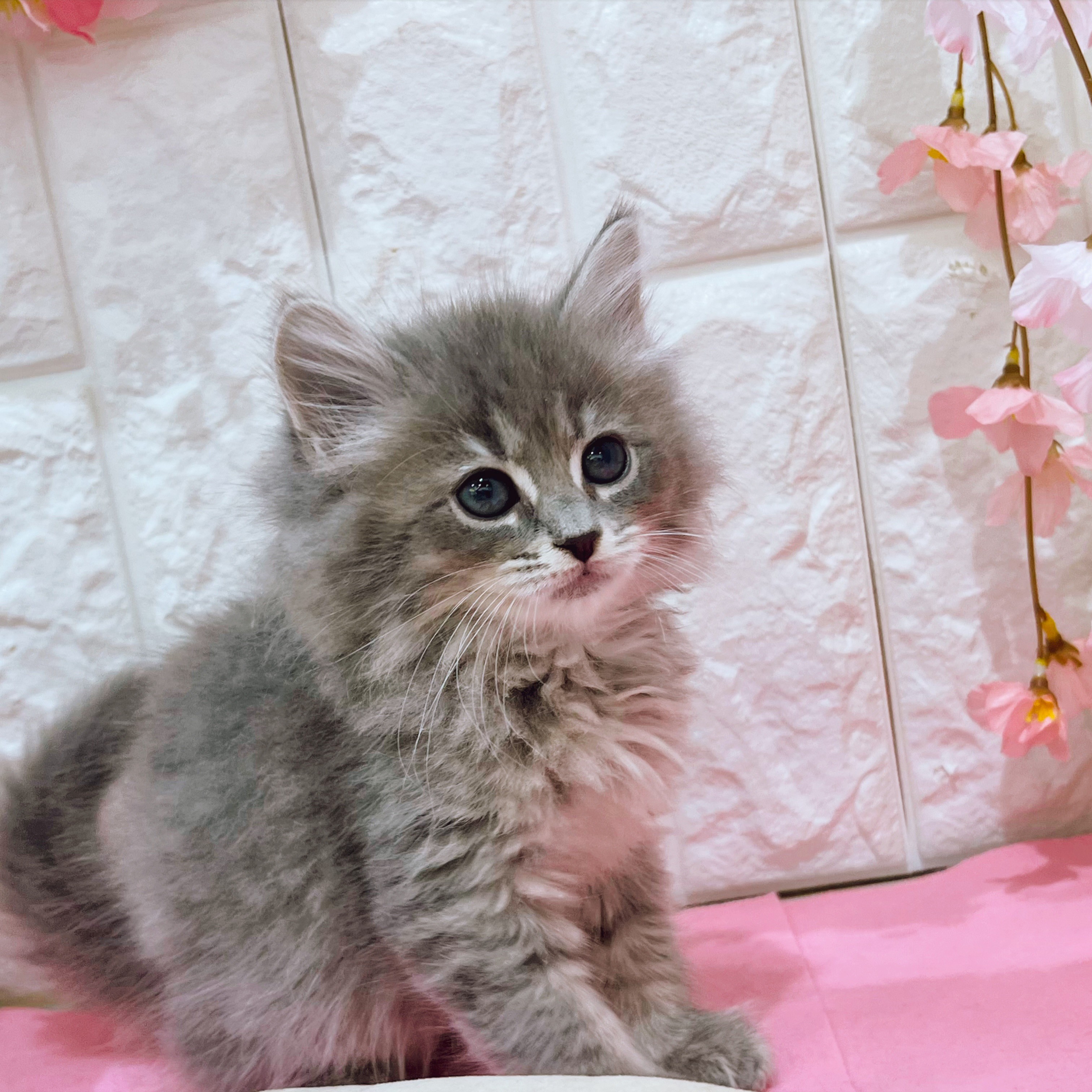 岡山県のサイベリアン (犬の家＆猫の里倉敷店/2025年12月21日生まれ/女の子/ブルータビーホワイト)の子猫の4枚目の画像