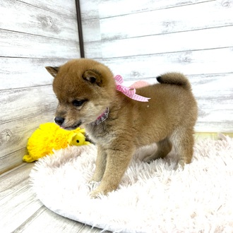 兵庫県の豆柴 (犬の家＆猫の里川西店/2025年12月21日生まれ/女の子/赤)の子犬の4枚目の画像