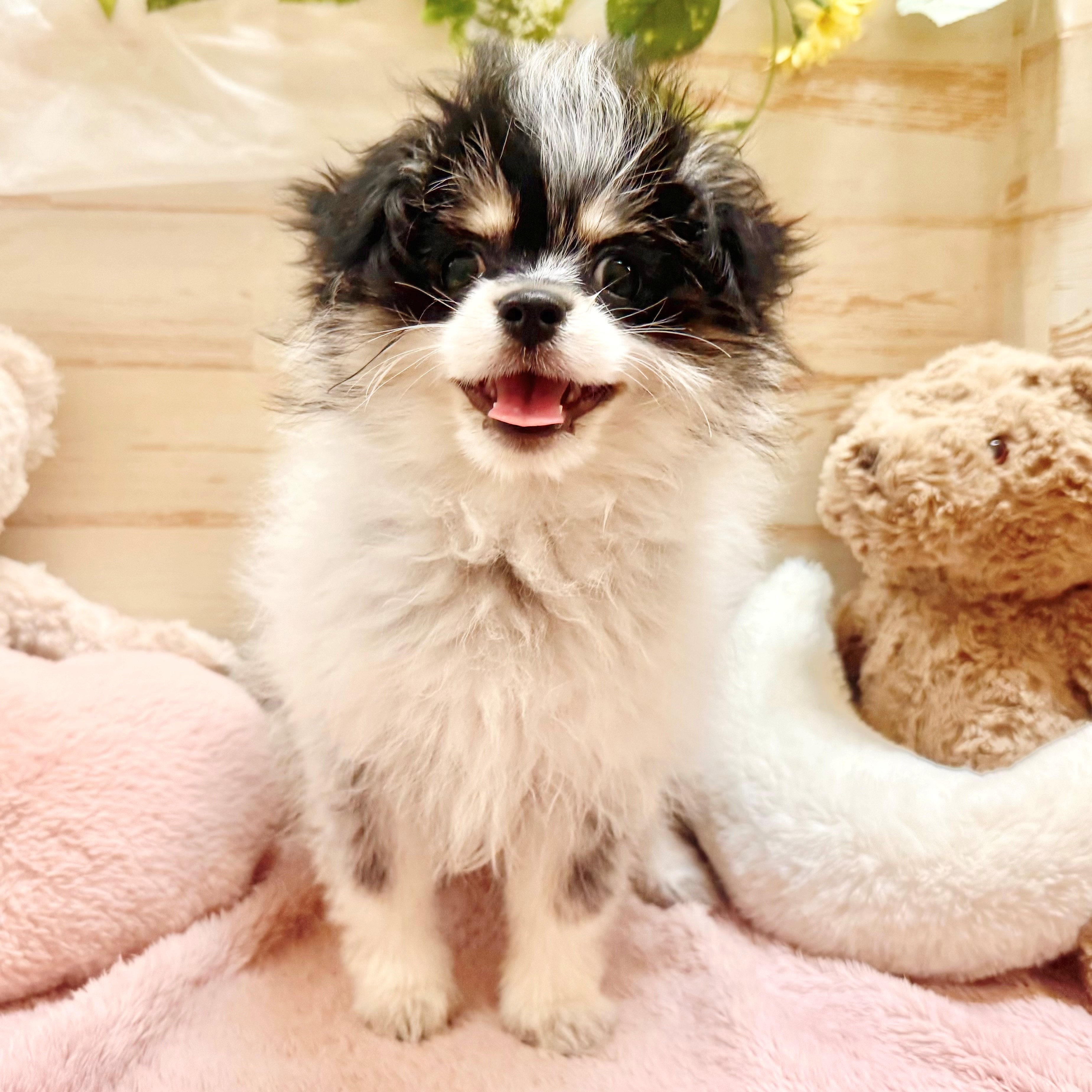 兵庫県のポメマル/マルポメ(ポメラニアン×マルチーズ) (犬の家＆猫の里神戸店/2025年12月20日生まれ/女の子/パーティーカラー)の子犬の4枚目の画像