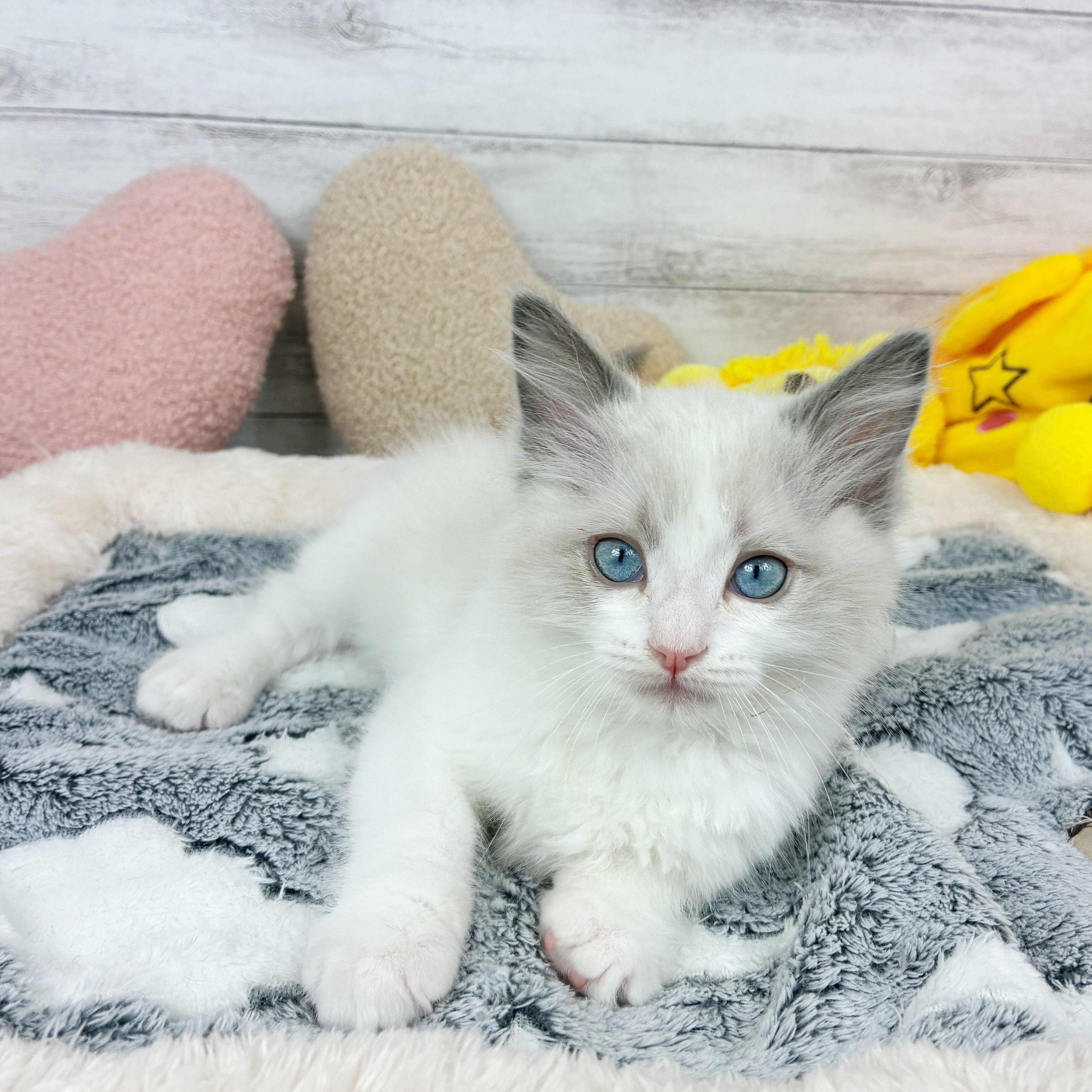 兵庫県のラグドール (犬の家＆猫の里川西店/2025年12月19日生まれ/男の子/ブルーポイントバイカラー)の子猫の4枚目の画像