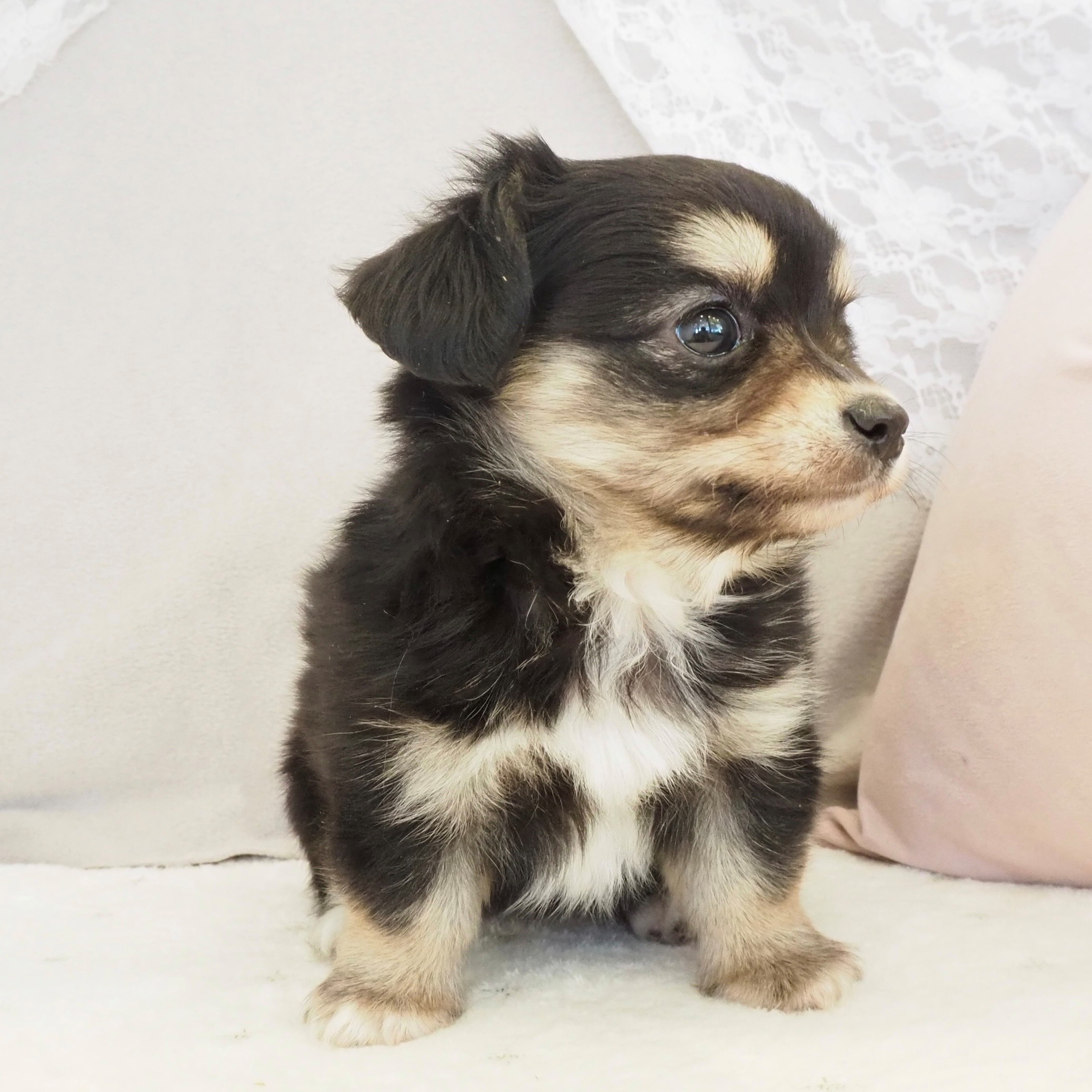 大阪府のチワックス(チワワ×ダックス) (犬の家＆猫の里もりのみやキューズモールBASE店/2025年12月21日生まれ/女の子/ブラッククリーム)の子犬の4枚目の画像