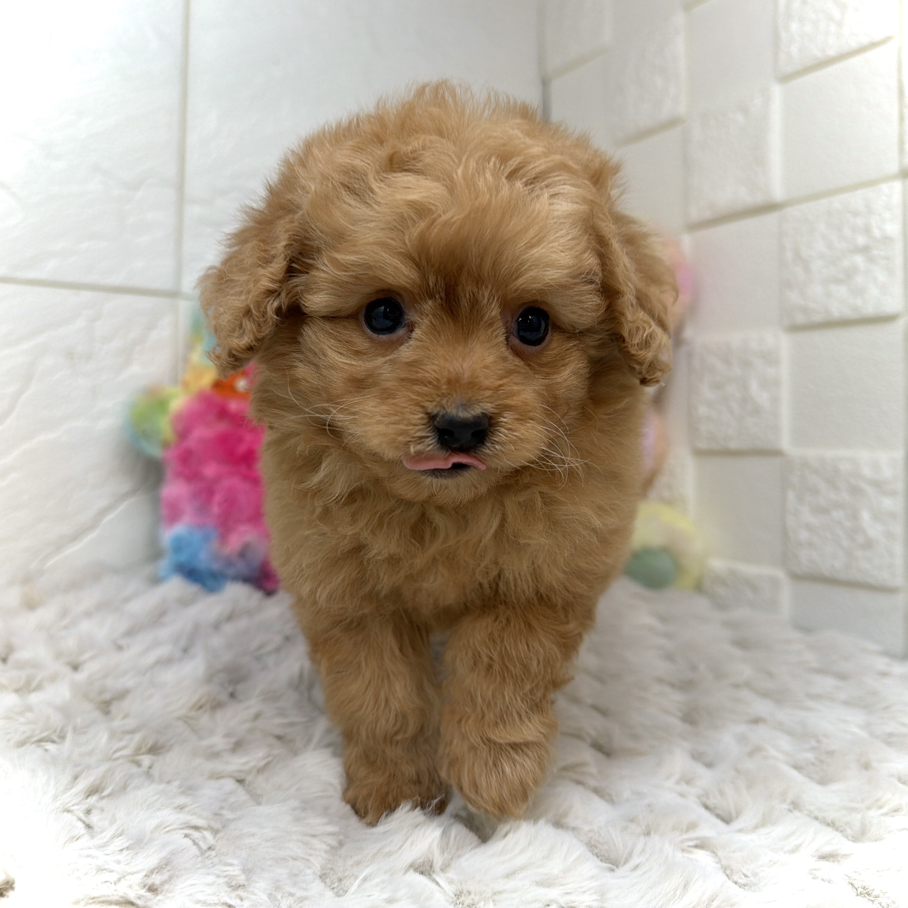 兵庫県のポメプー(ポメラニアン×プードル) (犬の家＆猫の里ゆめタウン姫路店/2025年12月20日生まれ/男の子/レッド)の子犬の4枚目の画像