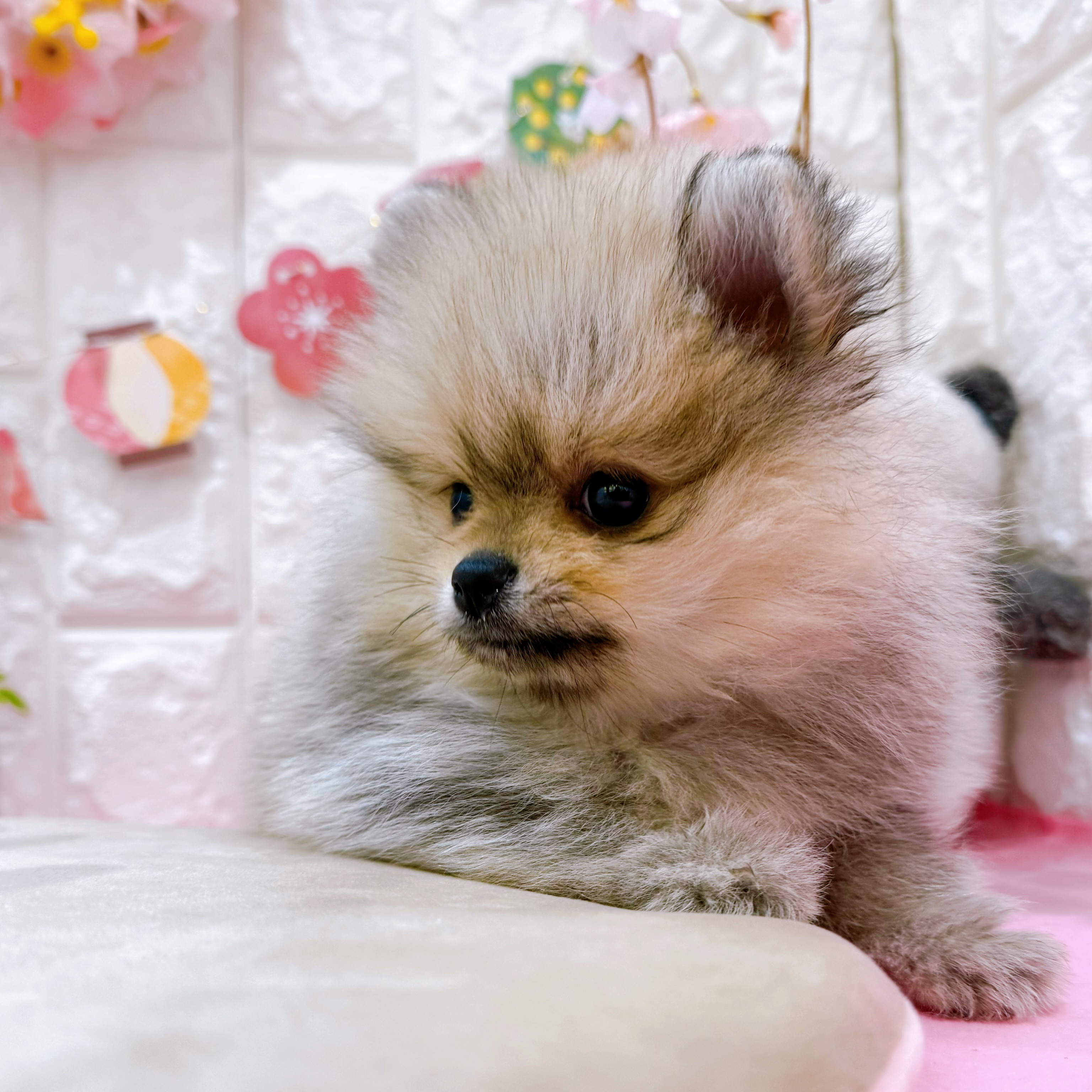 岡山県のポメラニアン (犬の家＆猫の里倉敷店/2025年12月20日生まれ/男の子/ウルフセーブル)の子犬の4枚目の画像