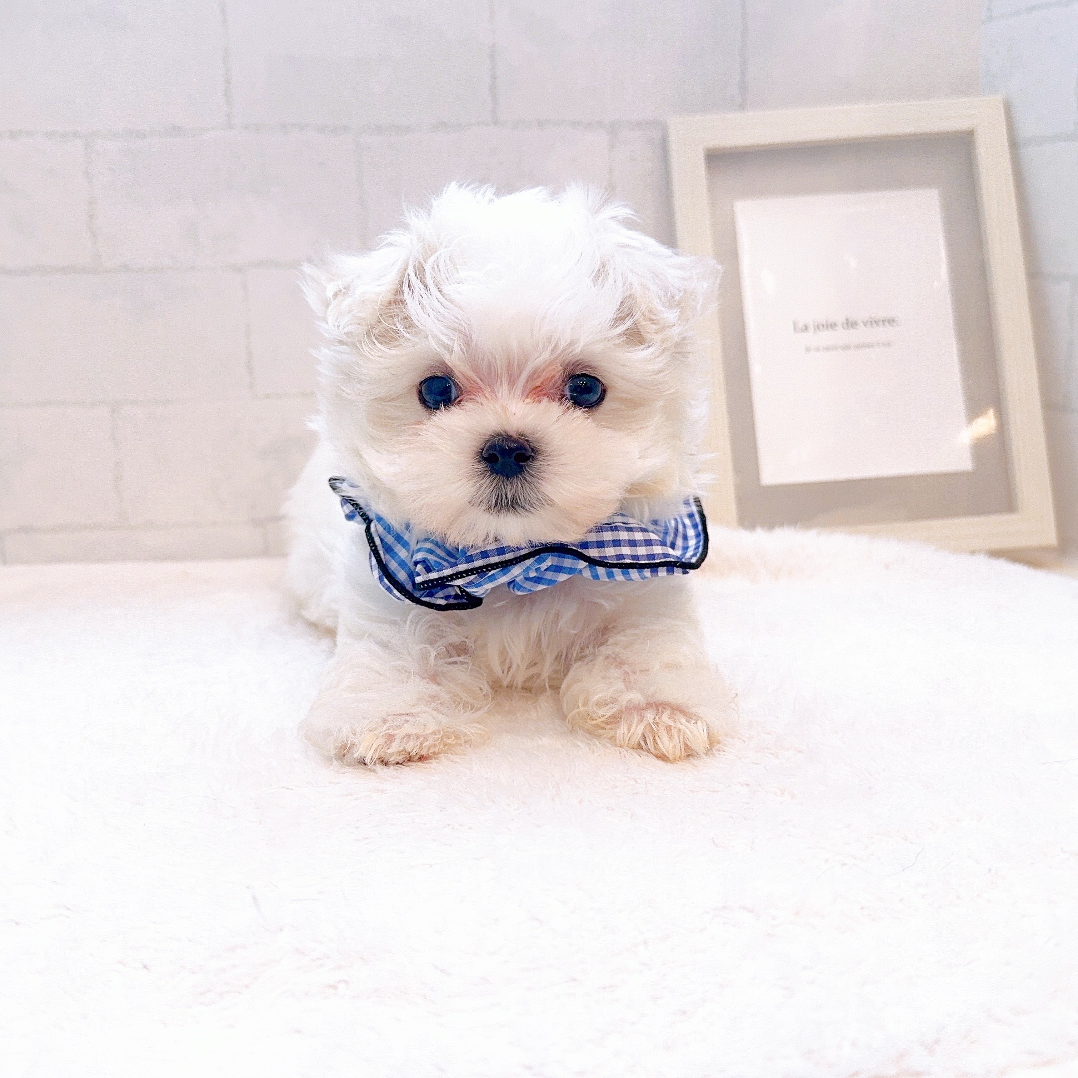 石川県のマルチーズ (犬の家＆猫の里金沢店/2025年12月16日生まれ/男の子/ホワイト)の子犬の4枚目の画像