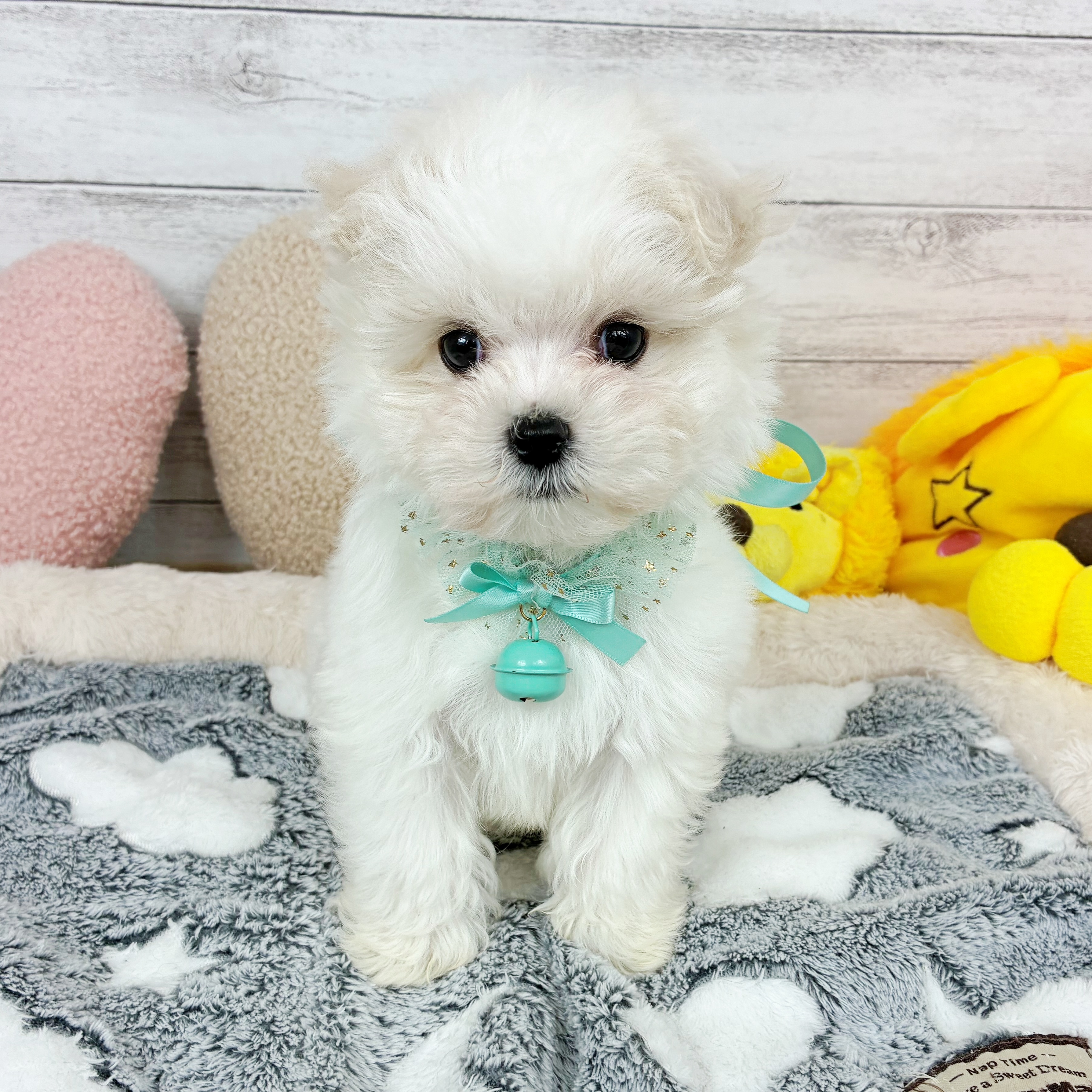 兵庫県のマルチーズ (犬の家＆猫の里川西店/2025年12月16日生まれ/男の子/ホワイト)の子犬の4枚目の画像