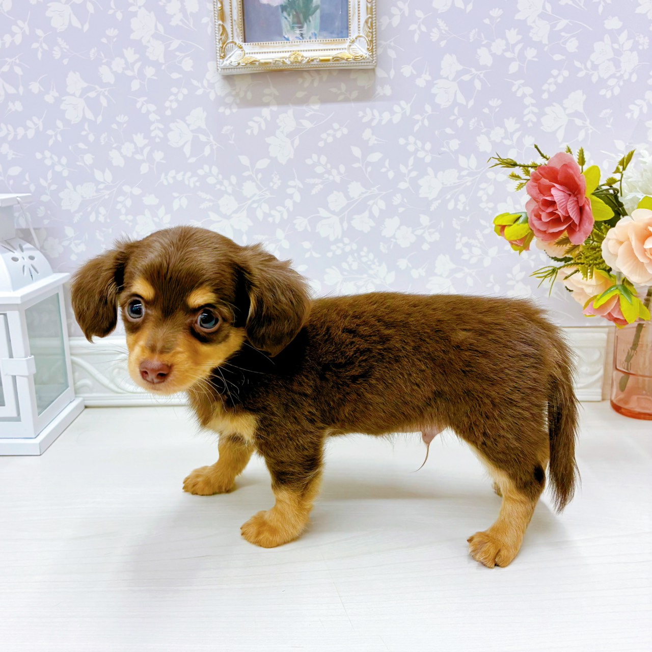 富山県のチワックス(チワワ×ダックス) (犬の家＆猫の里アミーゴ山室店/2025年12月19日生まれ/男の子/チョコレートタン)の子犬の4枚目の画像