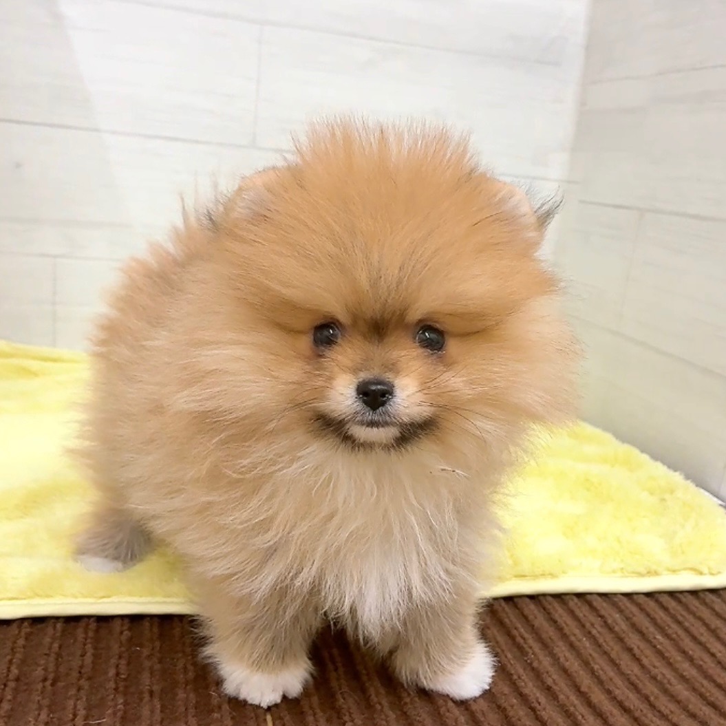 愛知県のポメラニアン (犬の家＆猫の里碧南店/2025年12月21日生まれ/男の子/オレンジセーブル)の子犬の4枚目の画像