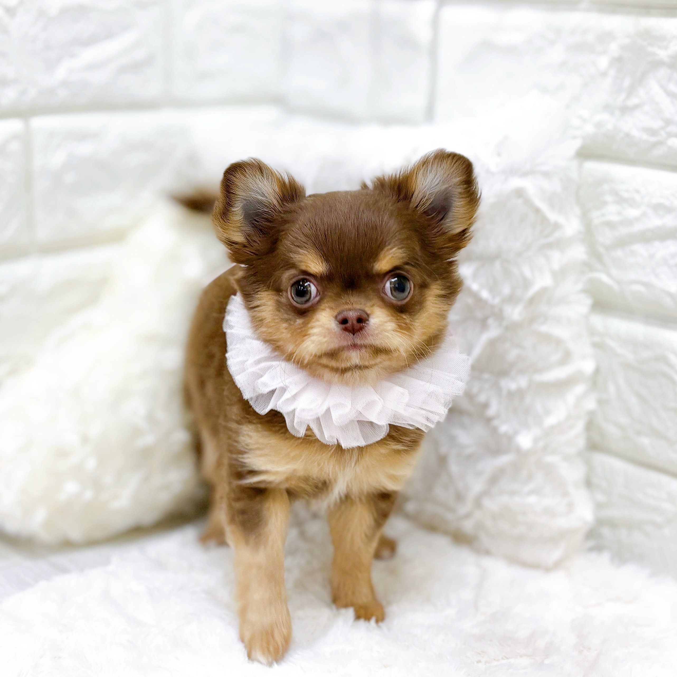 福井県のチワワ(ロング) (犬の家＆猫の里アミーゴ福井店/2025年12月14日生まれ/女の子/チョコレートタンホワイト)の子犬の4枚目の画像