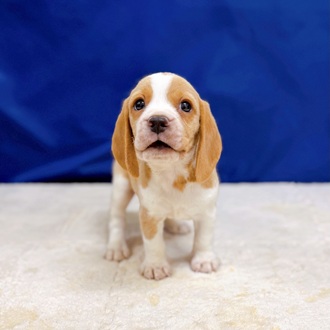 愛知県のビーグル (犬の家＆猫の里一宮店/2025年12月21日生まれ/女の子/レモンホワイト)の子犬の4枚目の画像