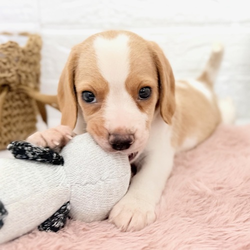 愛知県のビーグル (犬の家＆猫の里豊川インター店/2025年12月21日生まれ/女の子/レモンホワイト)の子犬の4枚目の画像