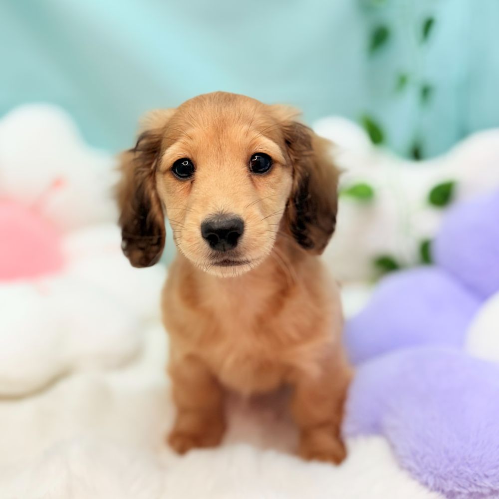 愛知県のカニンヘンダックスフンド(ロング) (犬の家＆猫の里愛知刈谷店/2025年12月10日生まれ/男の子/シェーデットイエロー)の子犬の1枚目の画像