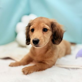 愛知県のカニンヘンダックスフンド(ロング) (犬の家＆猫の里愛知刈谷店/2025年12月10日生まれ/男の子/シェーデットイエロー)の子犬の4枚目の画像