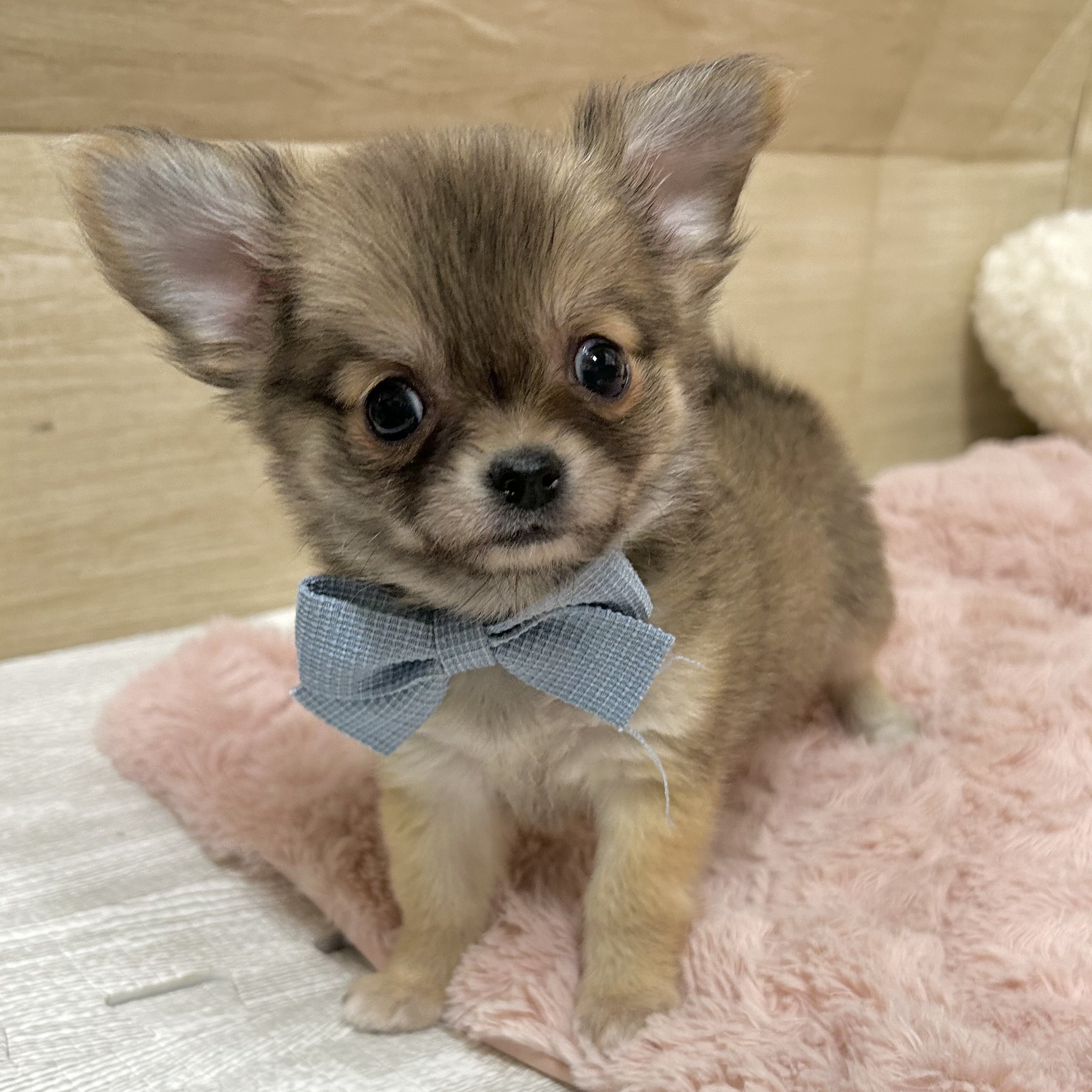 大阪府のチワワ(ロング) (犬の家＆猫の里そよら東岸和田店/2025年12月20日生まれ/女の子/レッド)の子犬の4枚目の画像