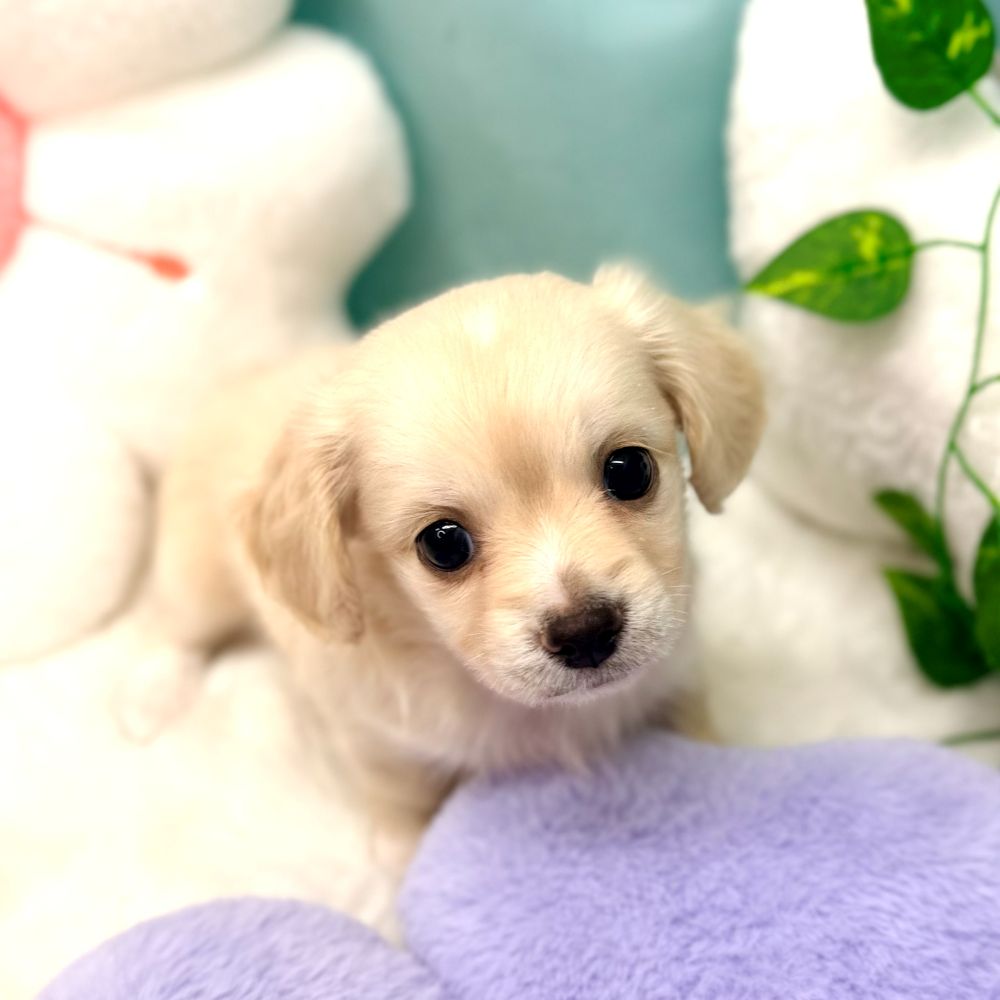 愛知県のチワックス(チワワ×ダックス) (犬の家＆猫の里愛知刈谷店/2025年12月21日生まれ/女の子/クリーム)の子犬の4枚目の画像