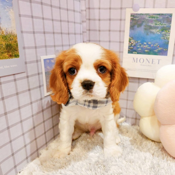 福井県のキャバリアキングチャールズスパニエル (犬の家＆猫の里福井店/2025年12月21日生まれ/男の子/ブレンハイム)の子犬の4枚目の画像