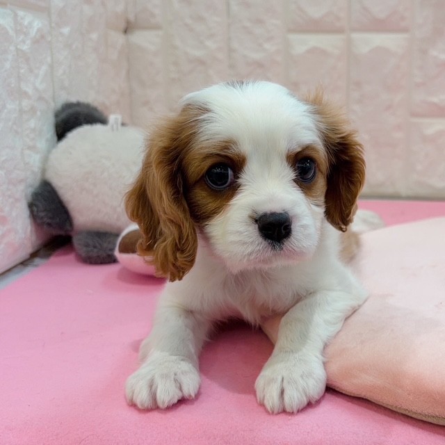 岡山県のキャバリアキングチャールズスパニエル (犬の家＆猫の里倉敷店/2025年12月21日生まれ/女の子/ブレンハイム)の子犬の4枚目の画像