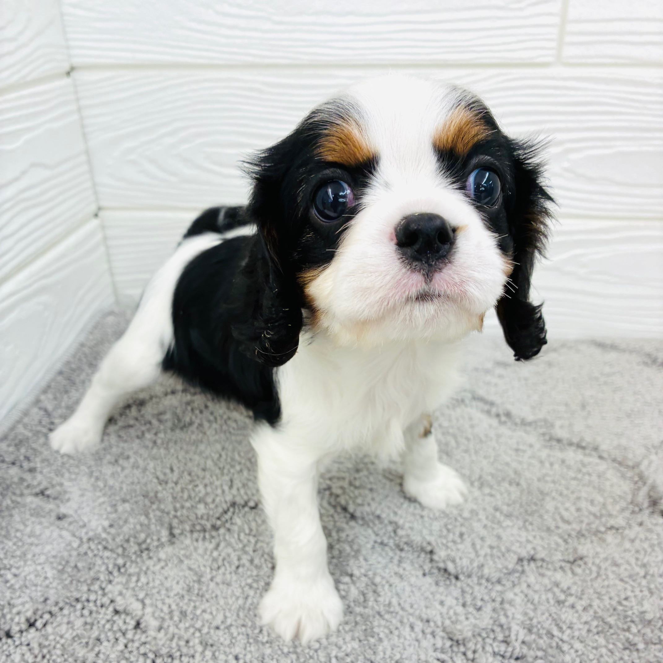 愛知県のキャバリアキングチャールズスパニエル (犬の家＆猫の里七宝店/2025年12月21日生まれ/女の子/トライカラー)の子犬の4枚目の画像