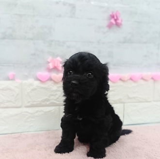 静岡県のコッカプー(アメリカンコッカースパニエル×プードル) (犬の家＆猫の里プレ葉ウォーク浜北店/2025年12月22日生まれ/男の子/ブラック)の子犬の4枚目の画像