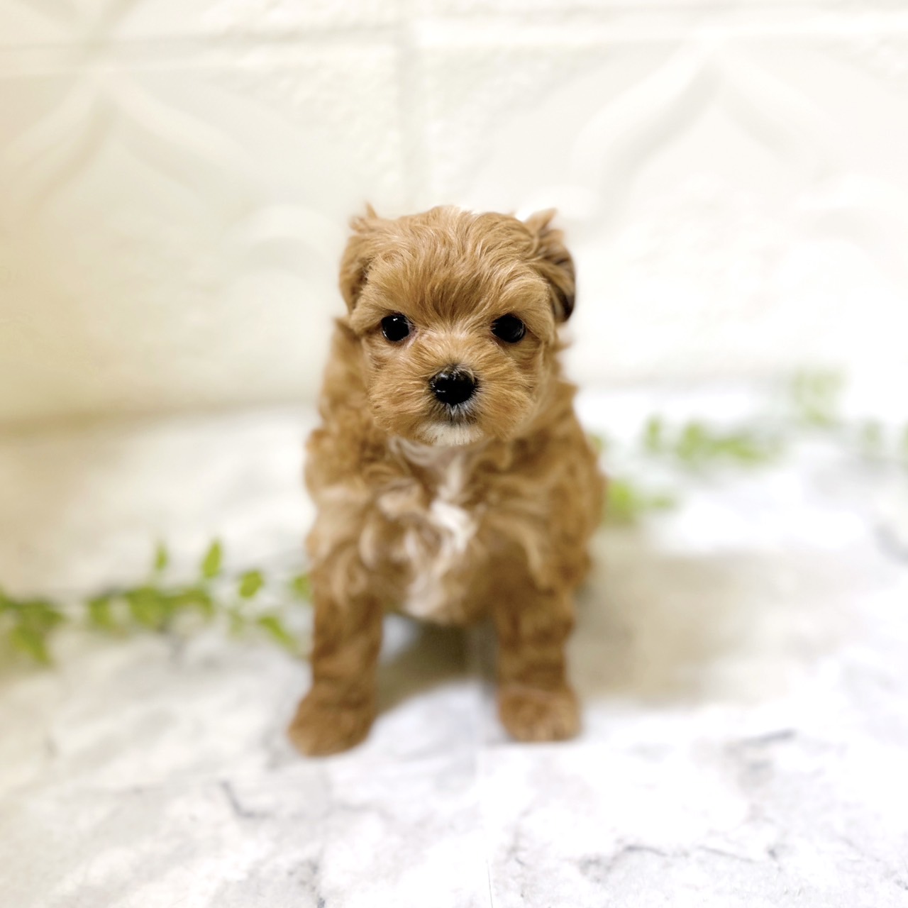 愛知県のマルプー(マルチーズ×プードル) (犬の家＆猫の里岡崎店/2025年12月21日生まれ/男の子/アプリコット)の子犬の4枚目の画像