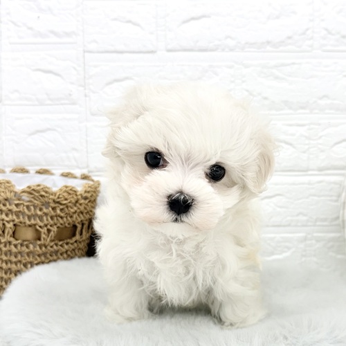 愛知県のマルチーズ (犬の家＆猫の里豊川インター店/2025年12月22日生まれ/男の子/ホワイト)の子犬の4枚目の画像