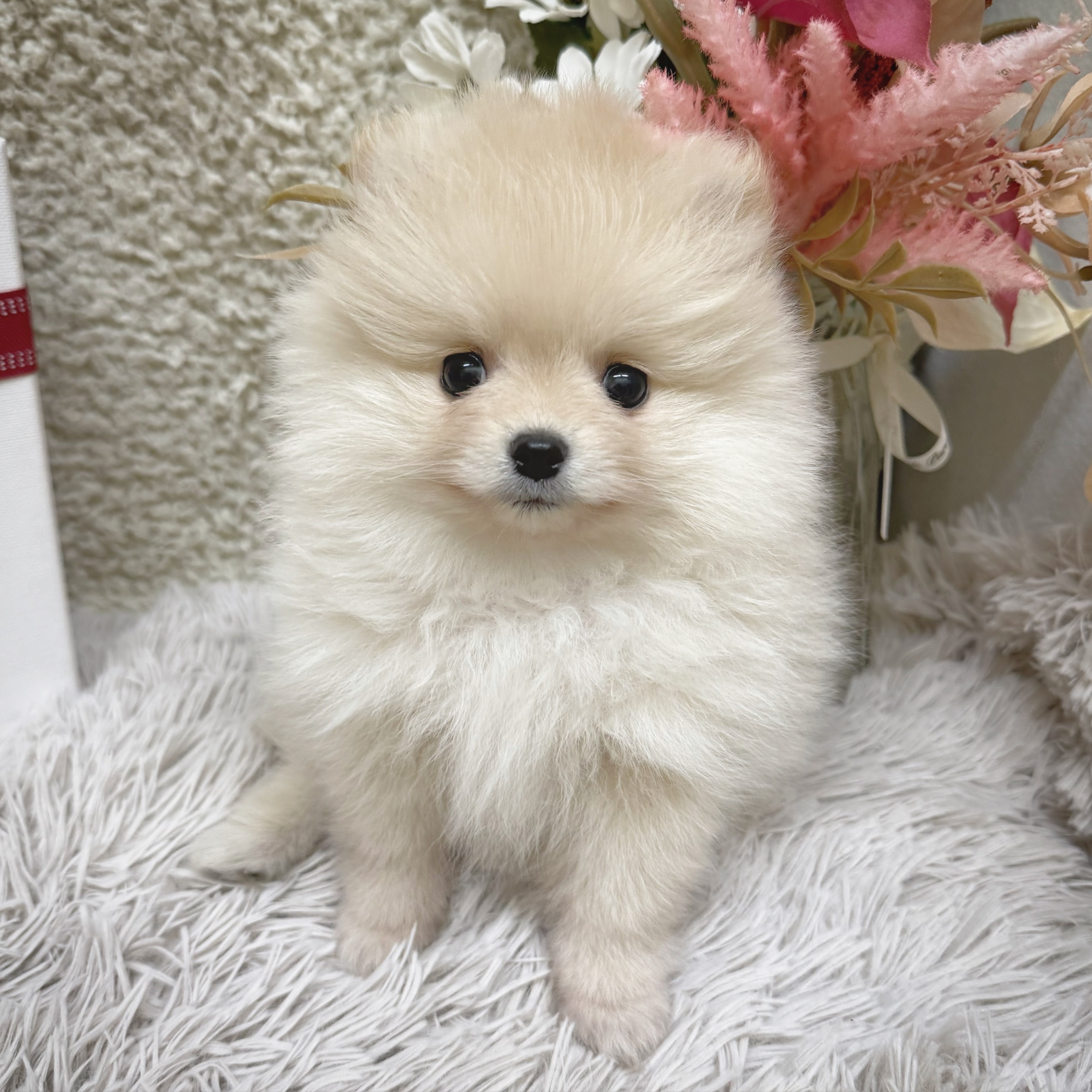 静岡県のポメラニアン (犬の家＆猫の里藤枝店/2025年12月22日生まれ/女の子/クリーム)の子犬の4枚目の画像