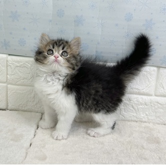 静岡県のマンチカン (犬の家＆猫の里マークイズ静岡店/2025年12月23日生まれ/男の子/ブラックタビーホワイト)の子猫の4枚目の画像