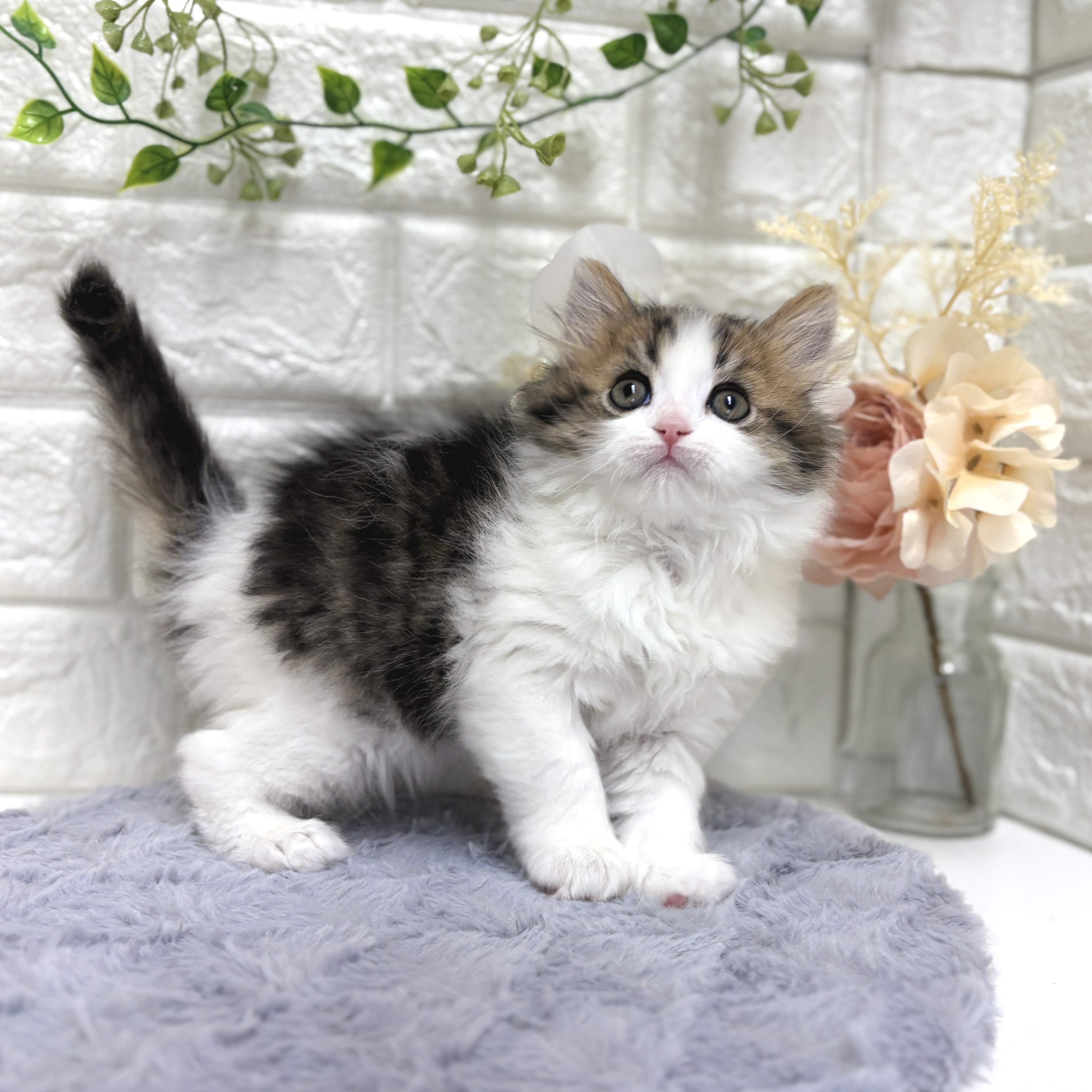 東京都のマンチカン (犬の家＆猫の里ペットフォレスト小平店/2025年12月23日生まれ/男の子/ブラックタビーホワイト)の子猫の4枚目の画像